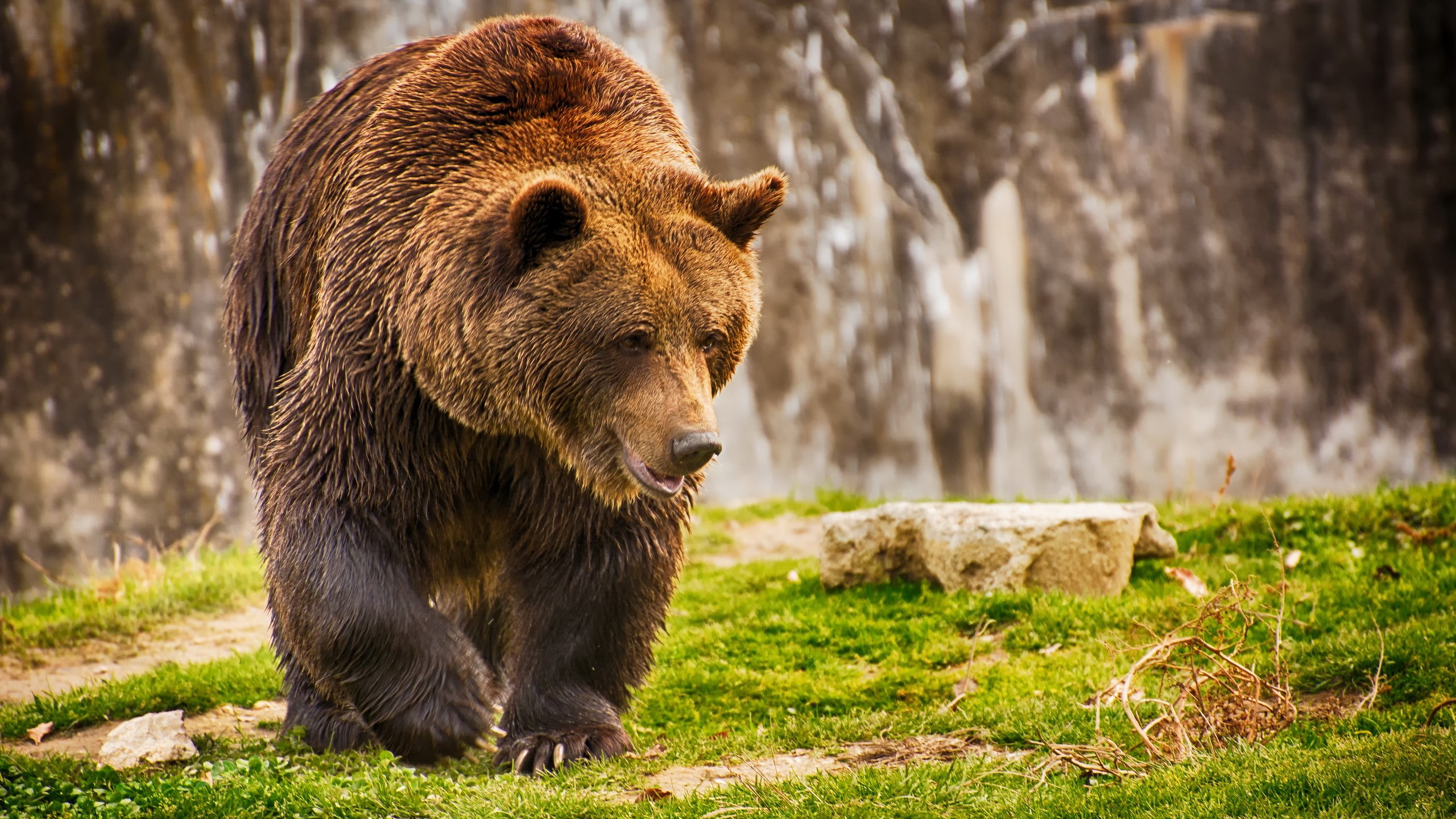 A brown bear walks on grass HD Wallpaper