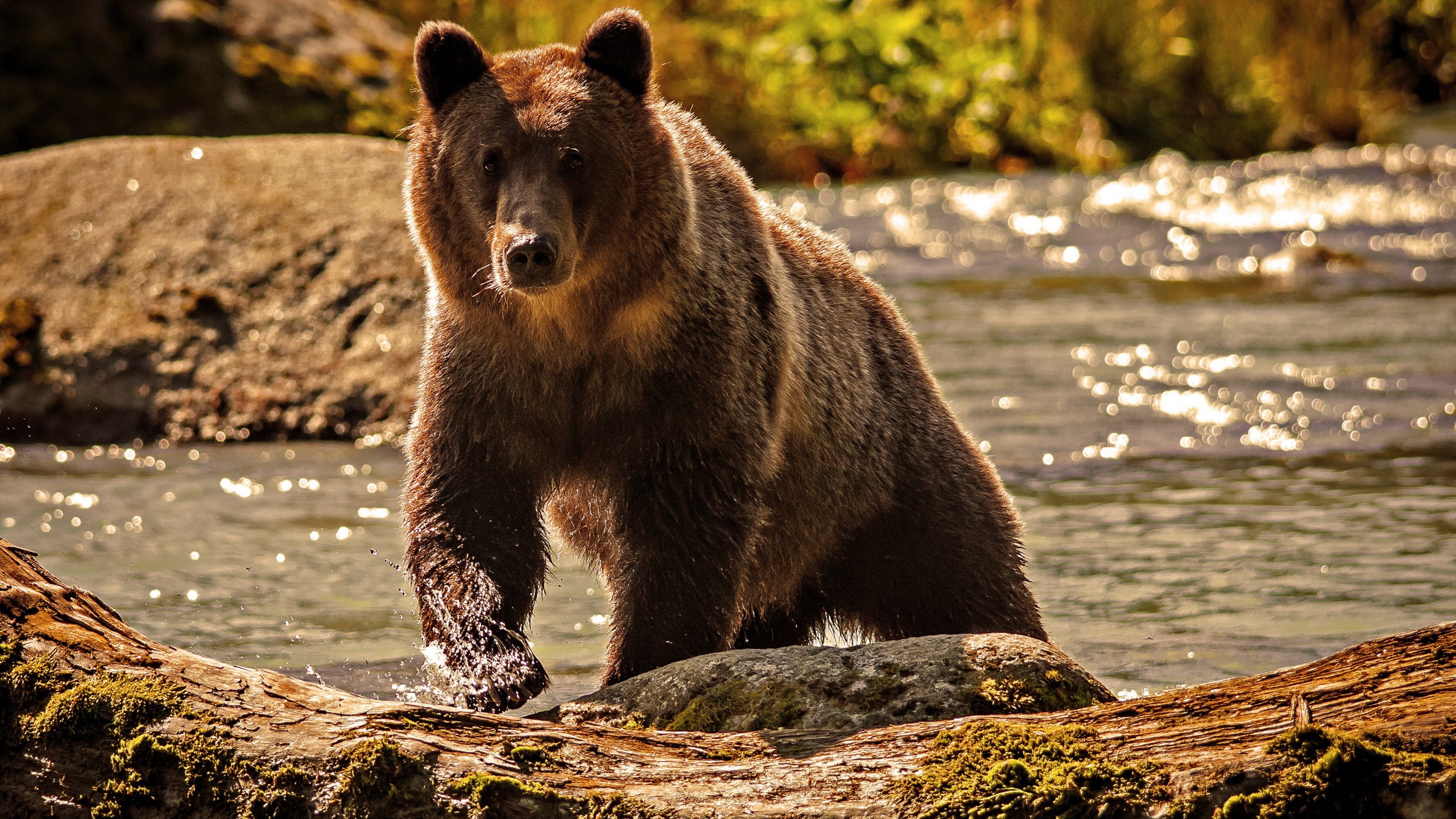 A brown bear stands in a river HD Wallpaper