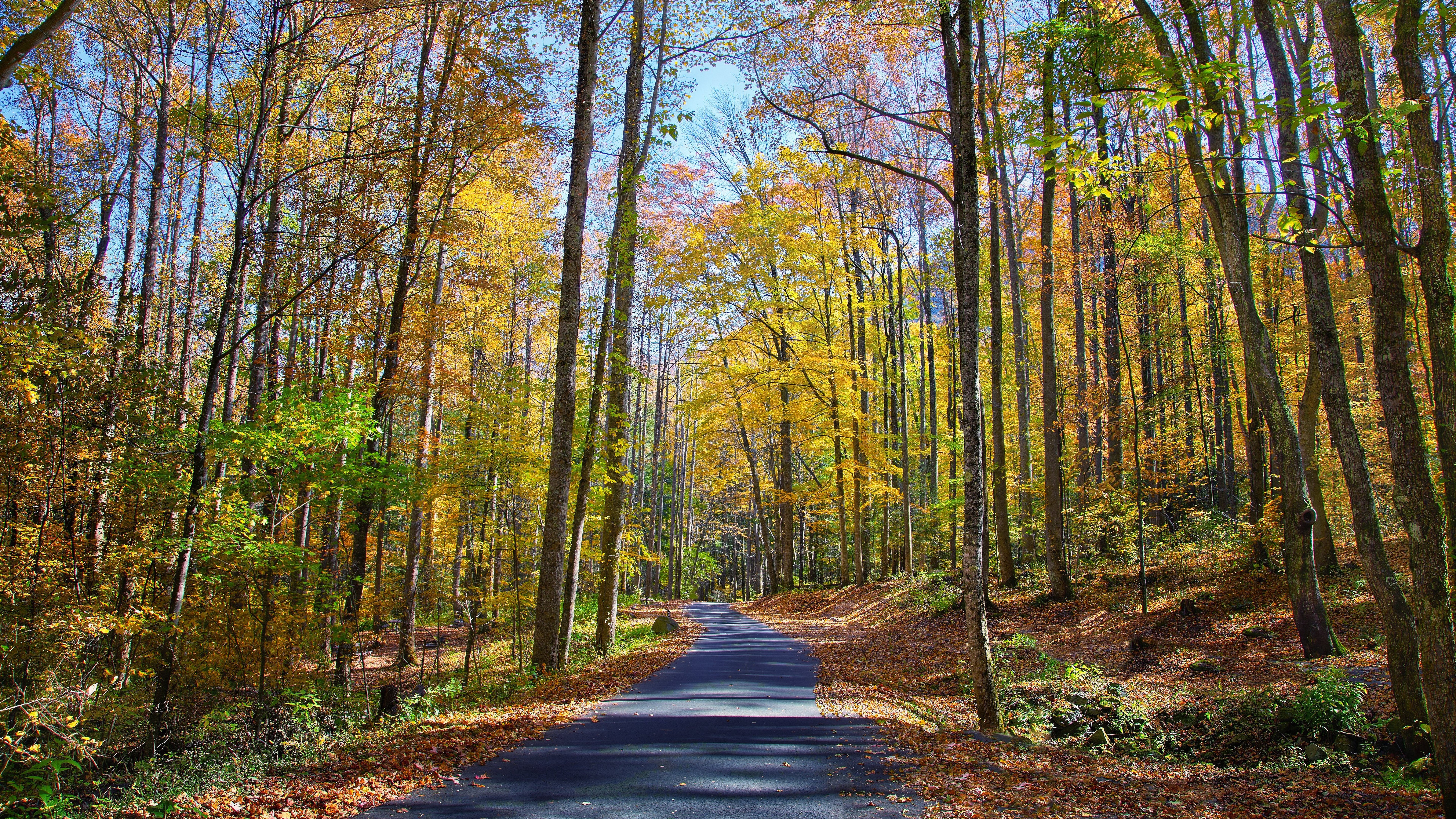 Road through an autumn forest with yellow leaves HD Wallpaper