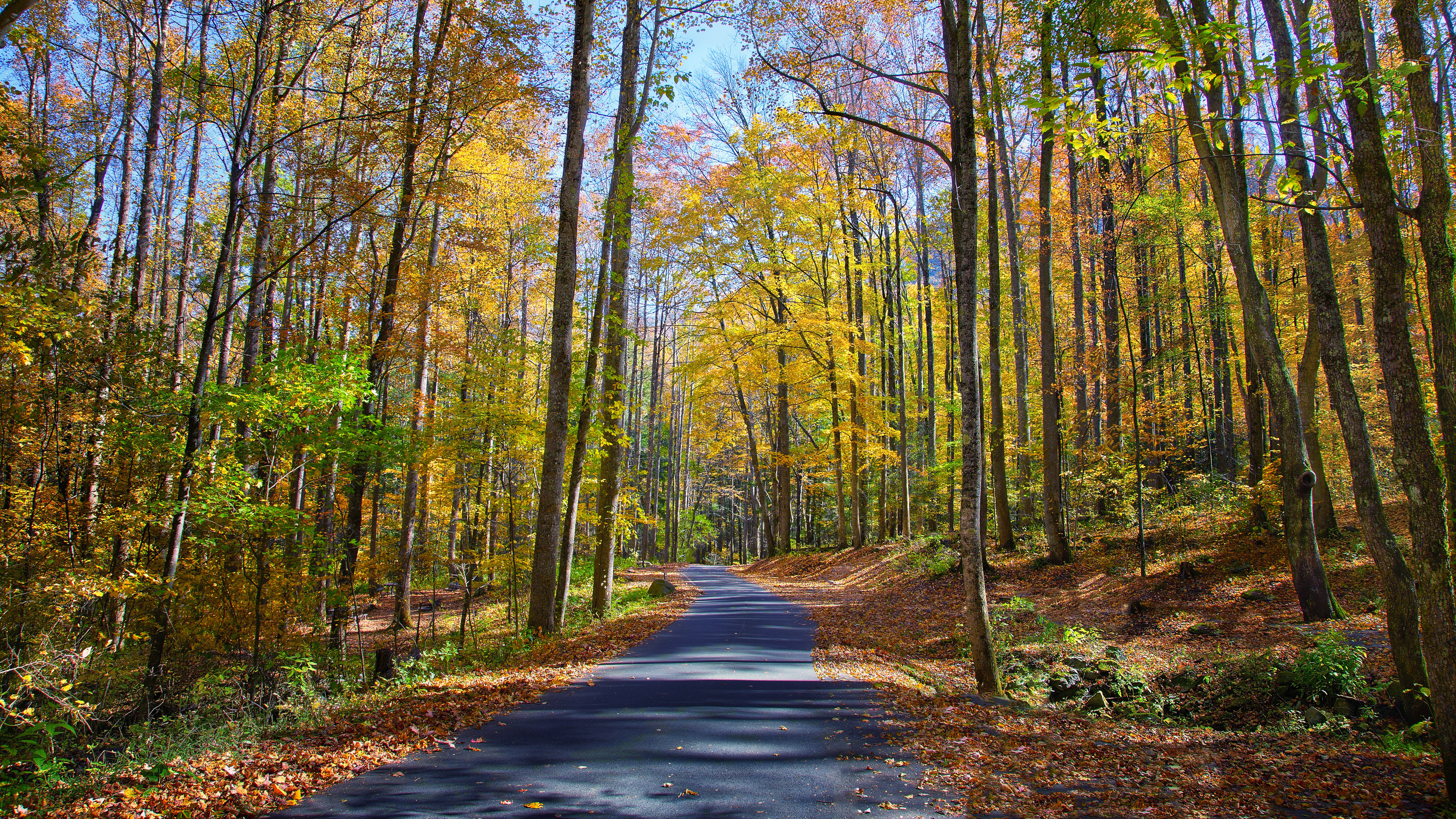 Road through an autumn forest with colorful trees HD Wallpaper