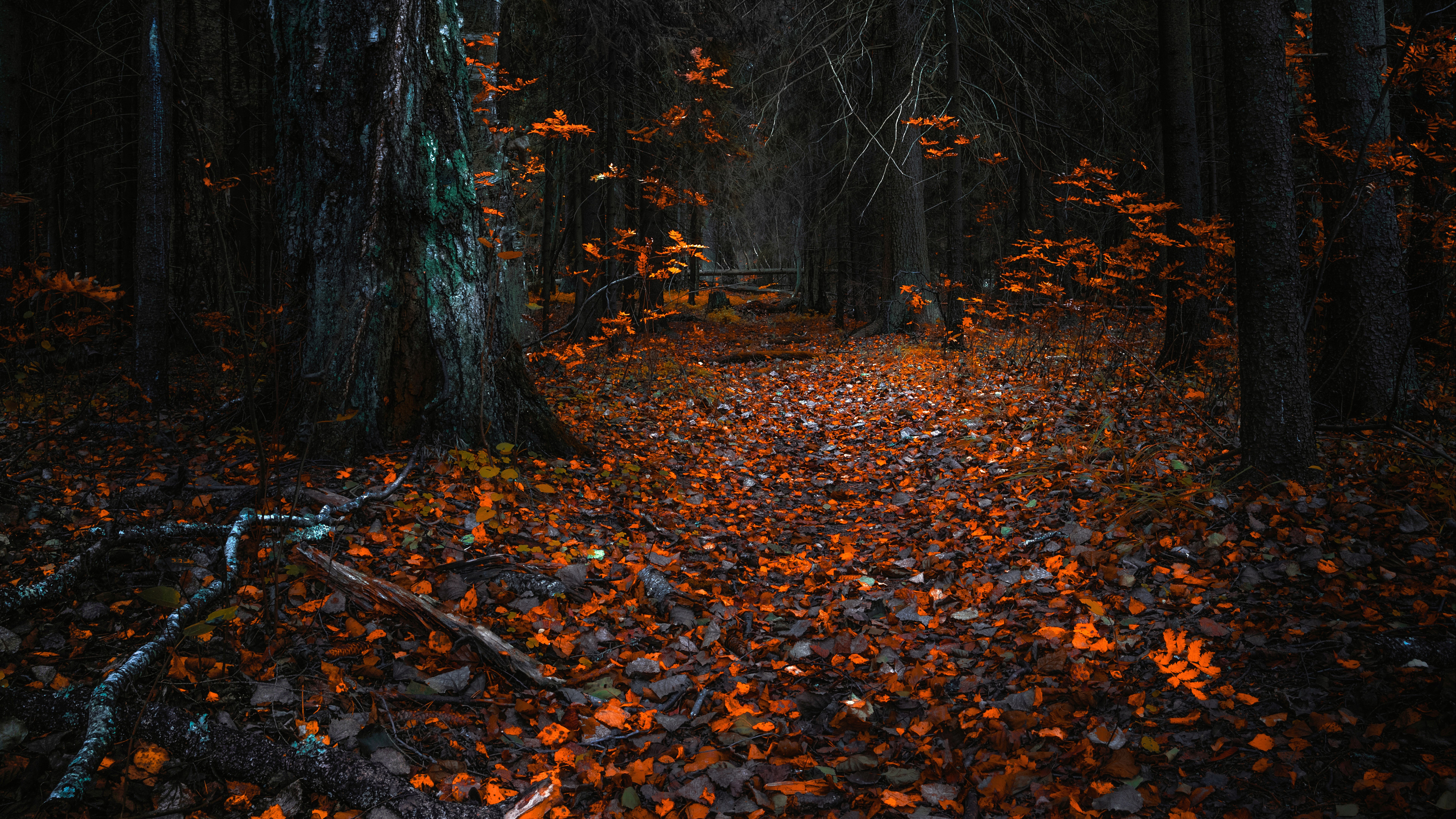 Forest path covered in autumn leaves HD Wallpaper