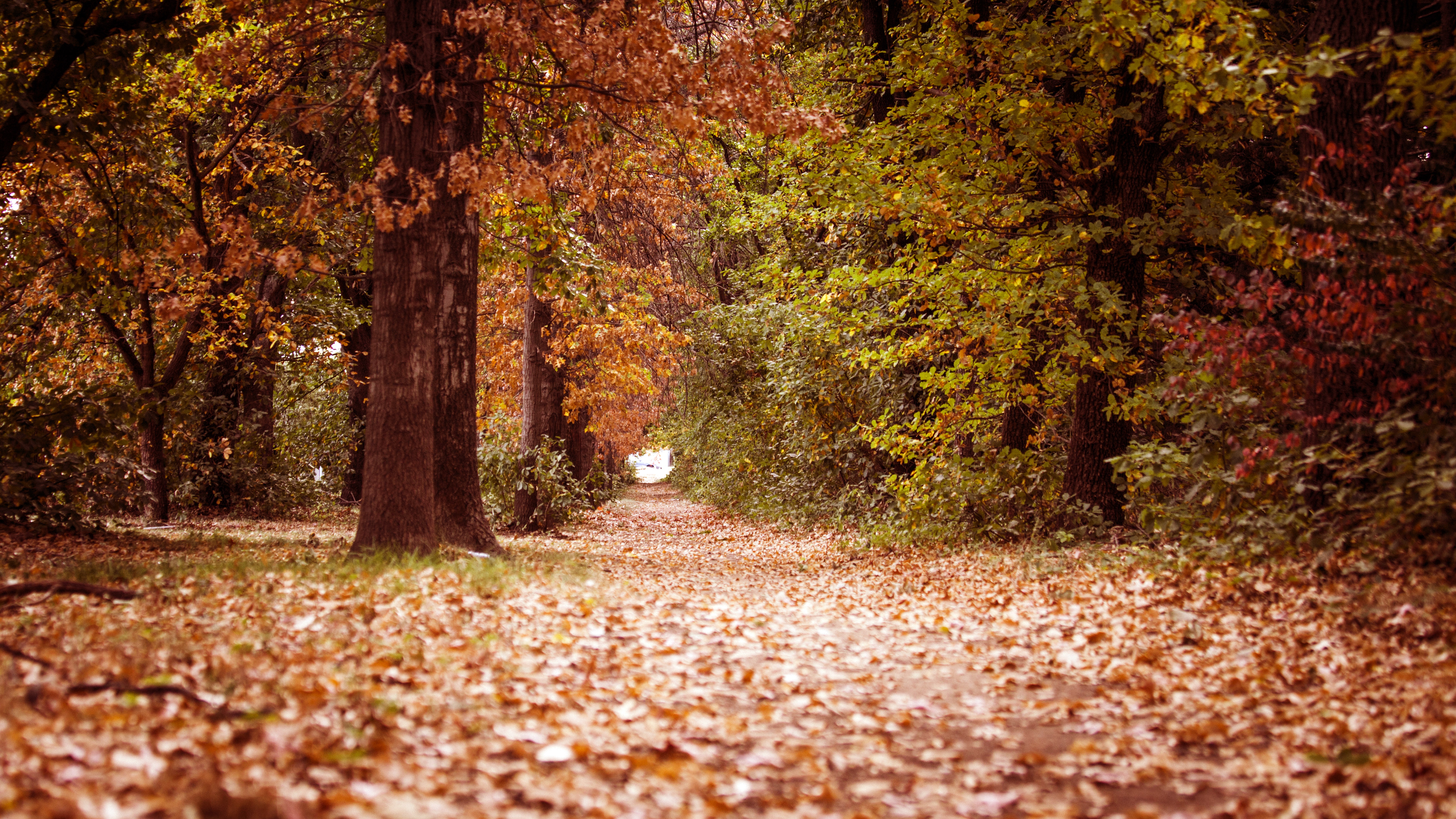 Autumn path through a forest with fallen leaves HD Wallpaper