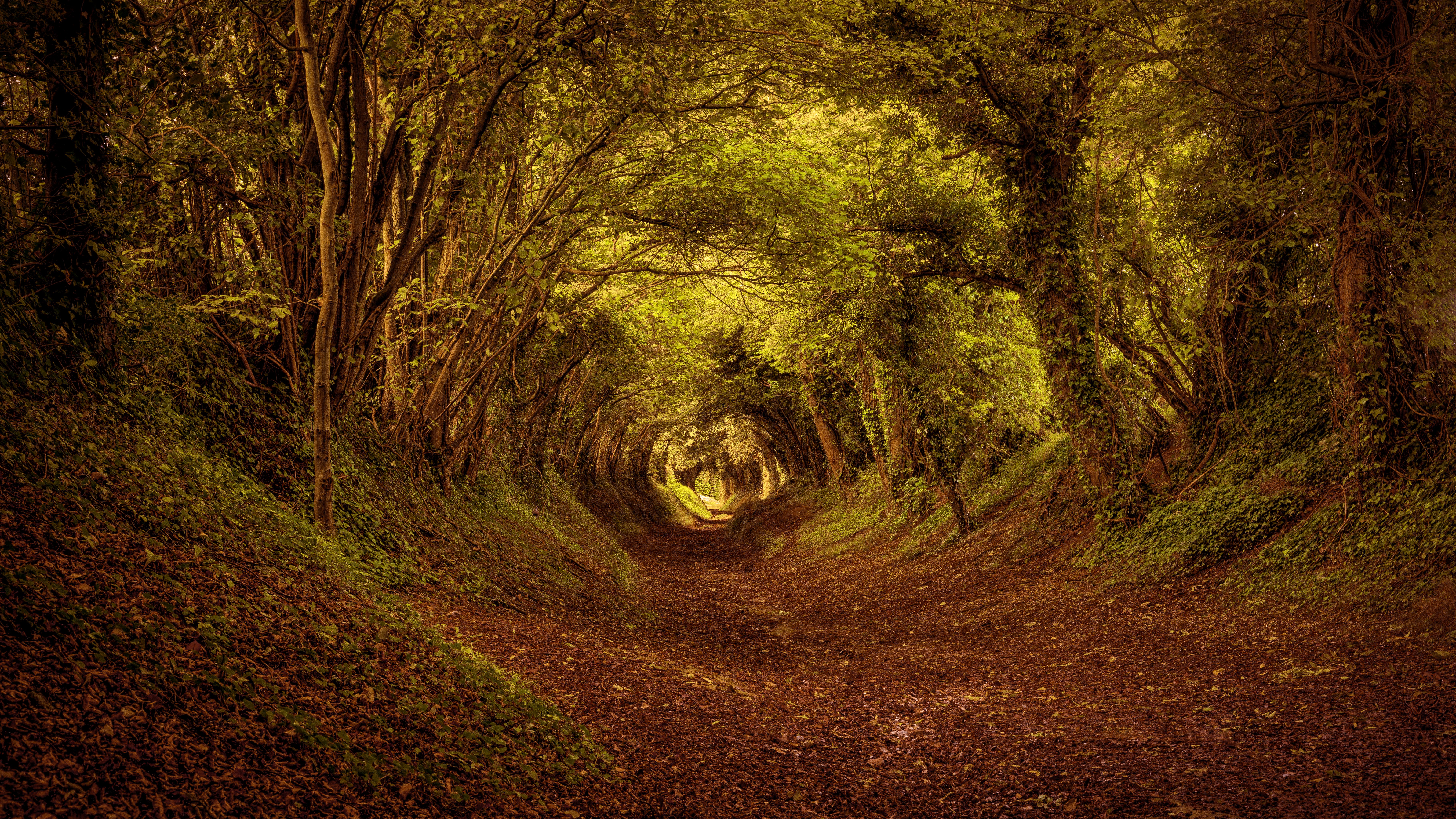 A winding forest path covered in leaves HD Wallpaper
