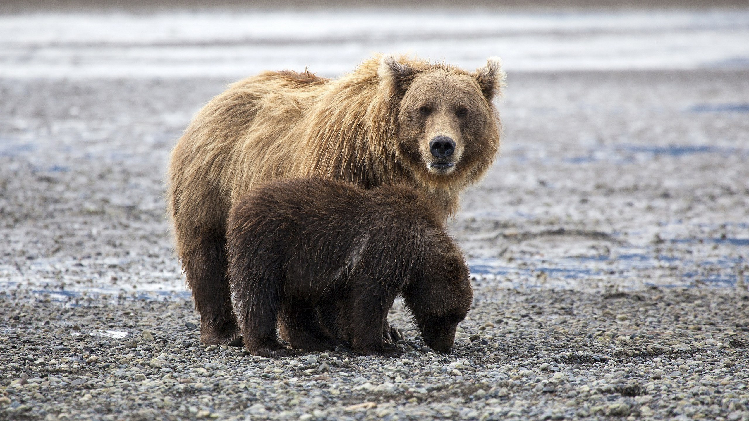 Mother and cub grizzly bears on a rocky shore HD Wallpaper