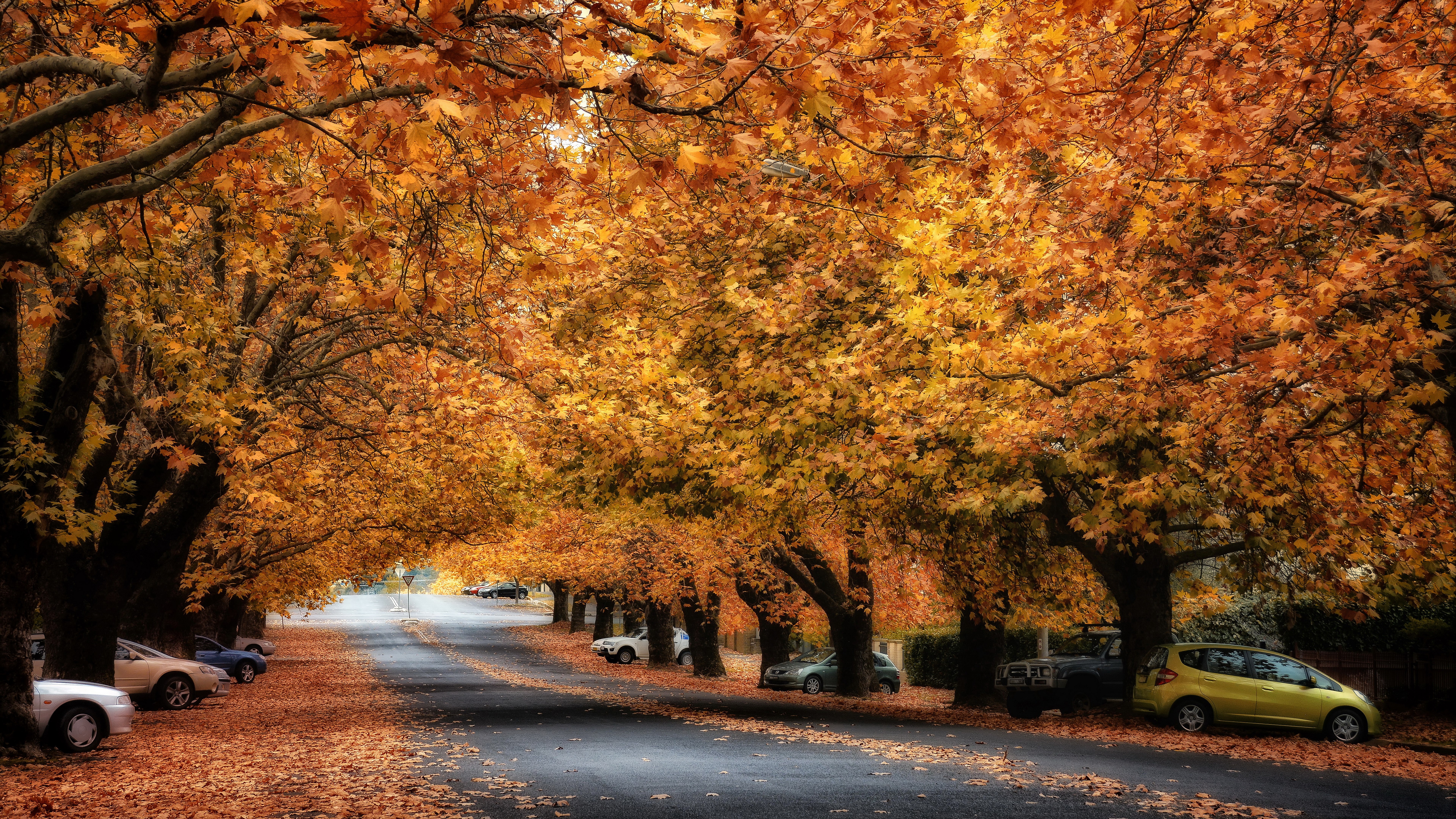 Street lined with trees in autumn foliage HD Wallpaper