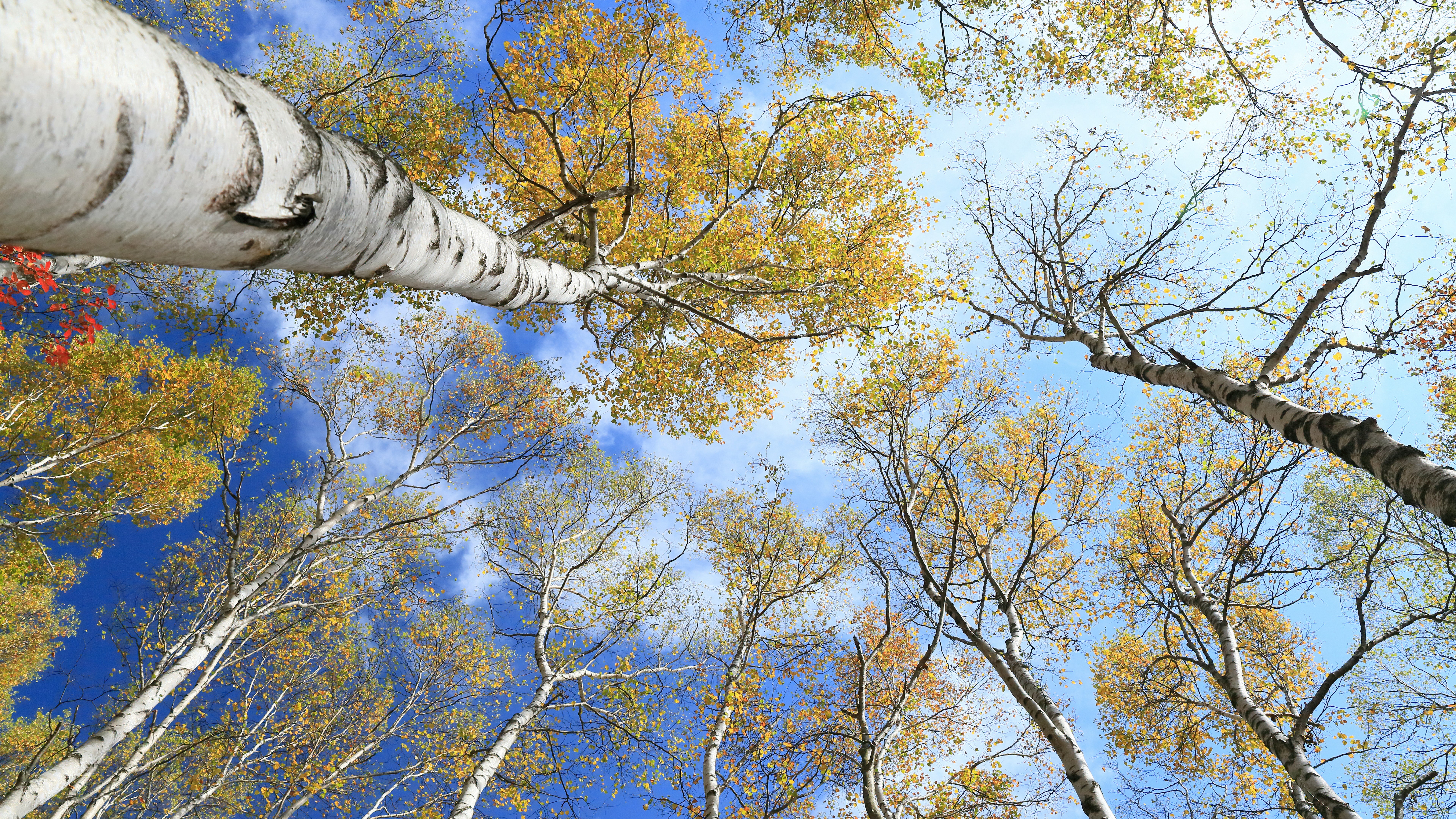 Looking up at birch trees with yellow leaves against blue sky HD Wallpaper