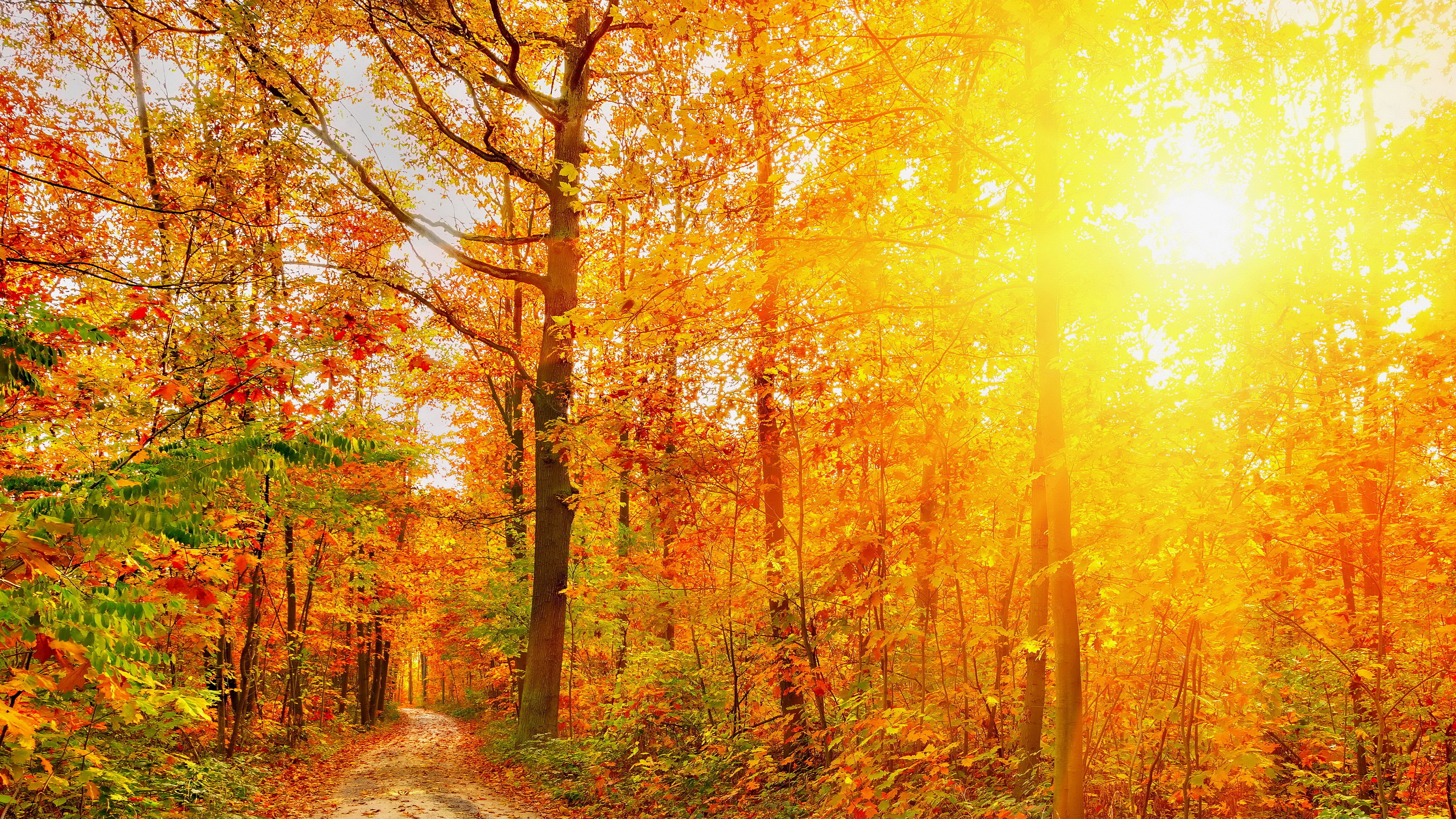 Sunlight shining through autumn trees on a forest path HD Wallpaper