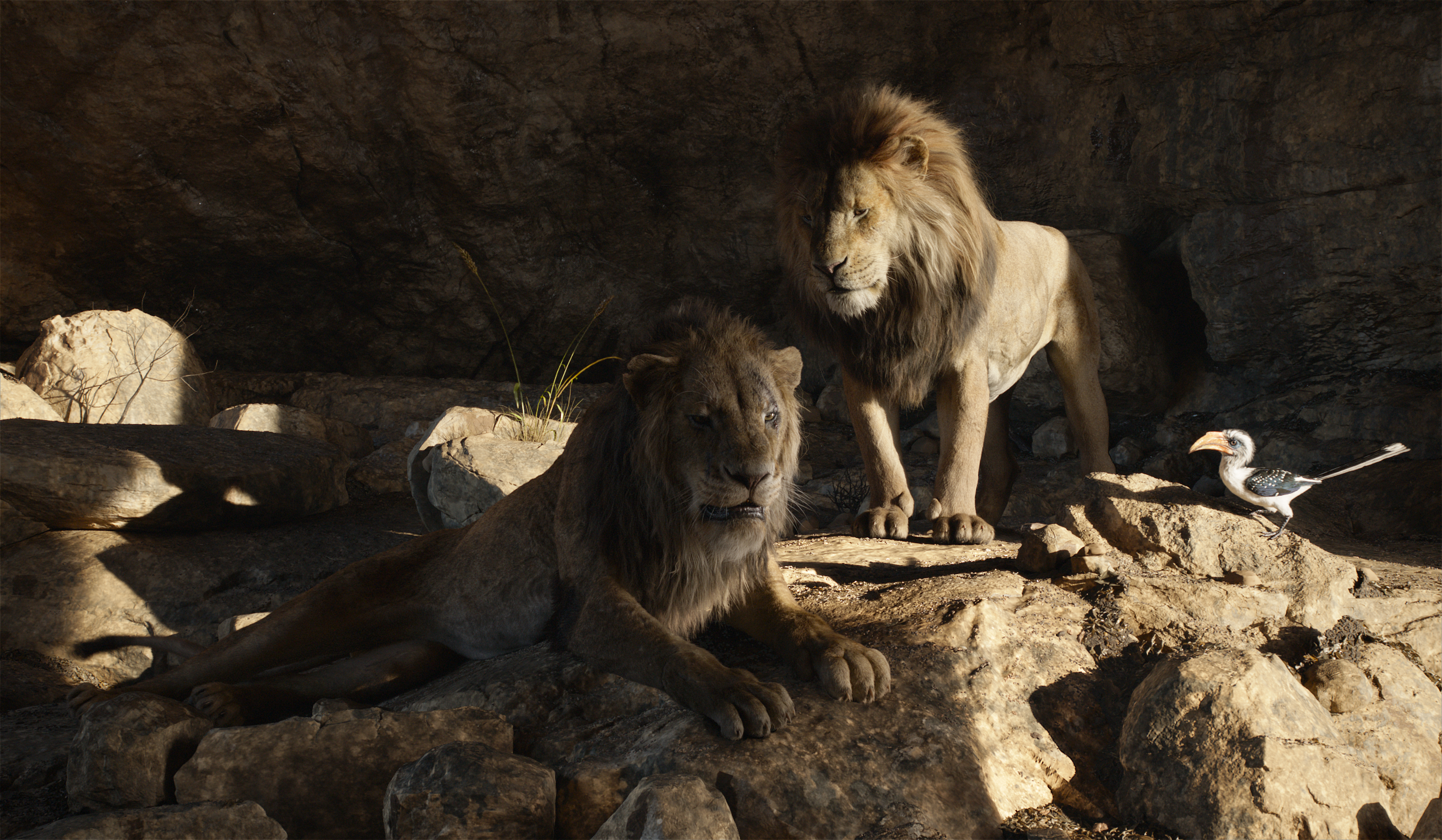 Simba from The Lion King HD Wallpaper