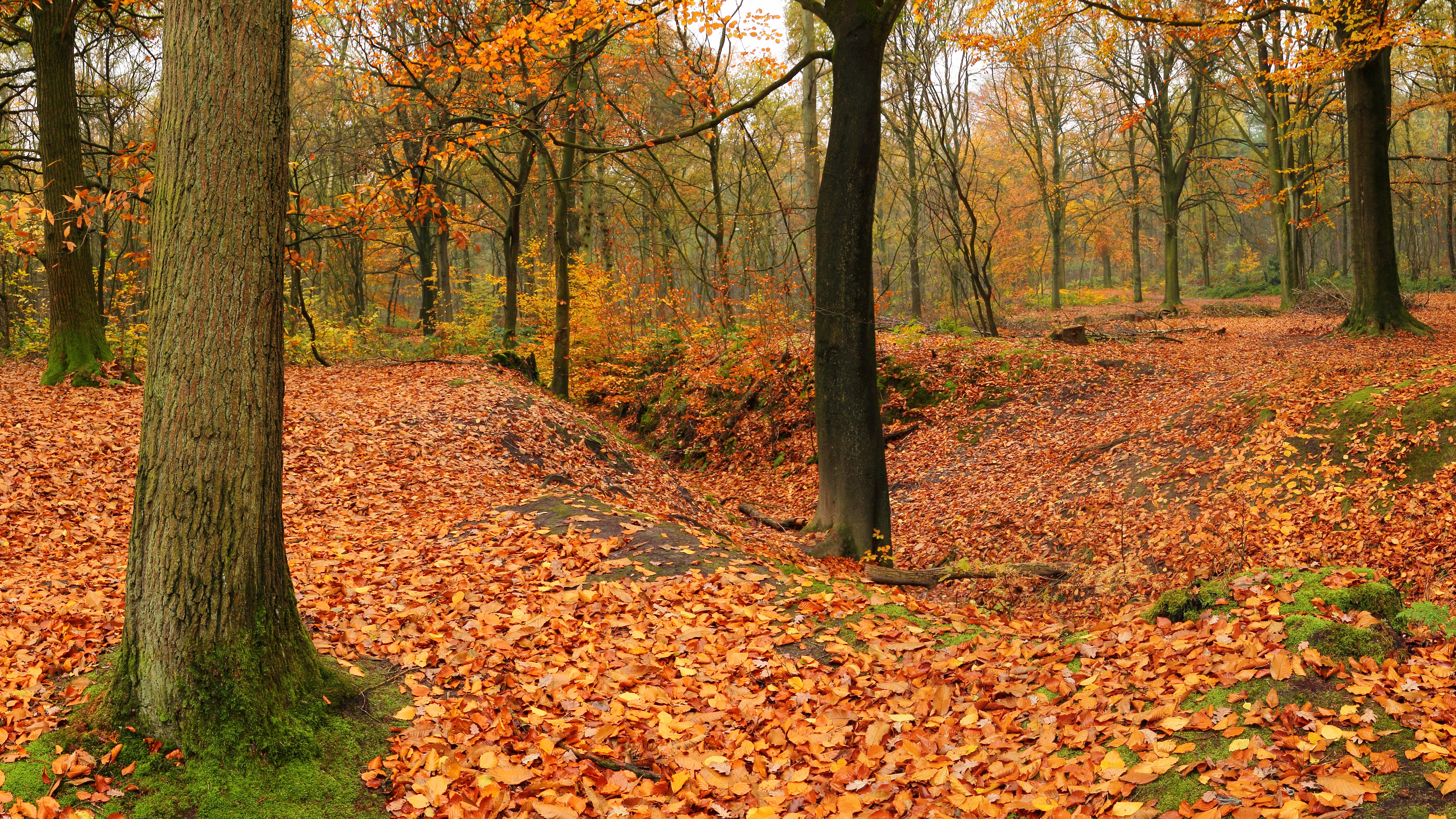 Forest floor covered in autumn leaves with trees HD Wallpaper