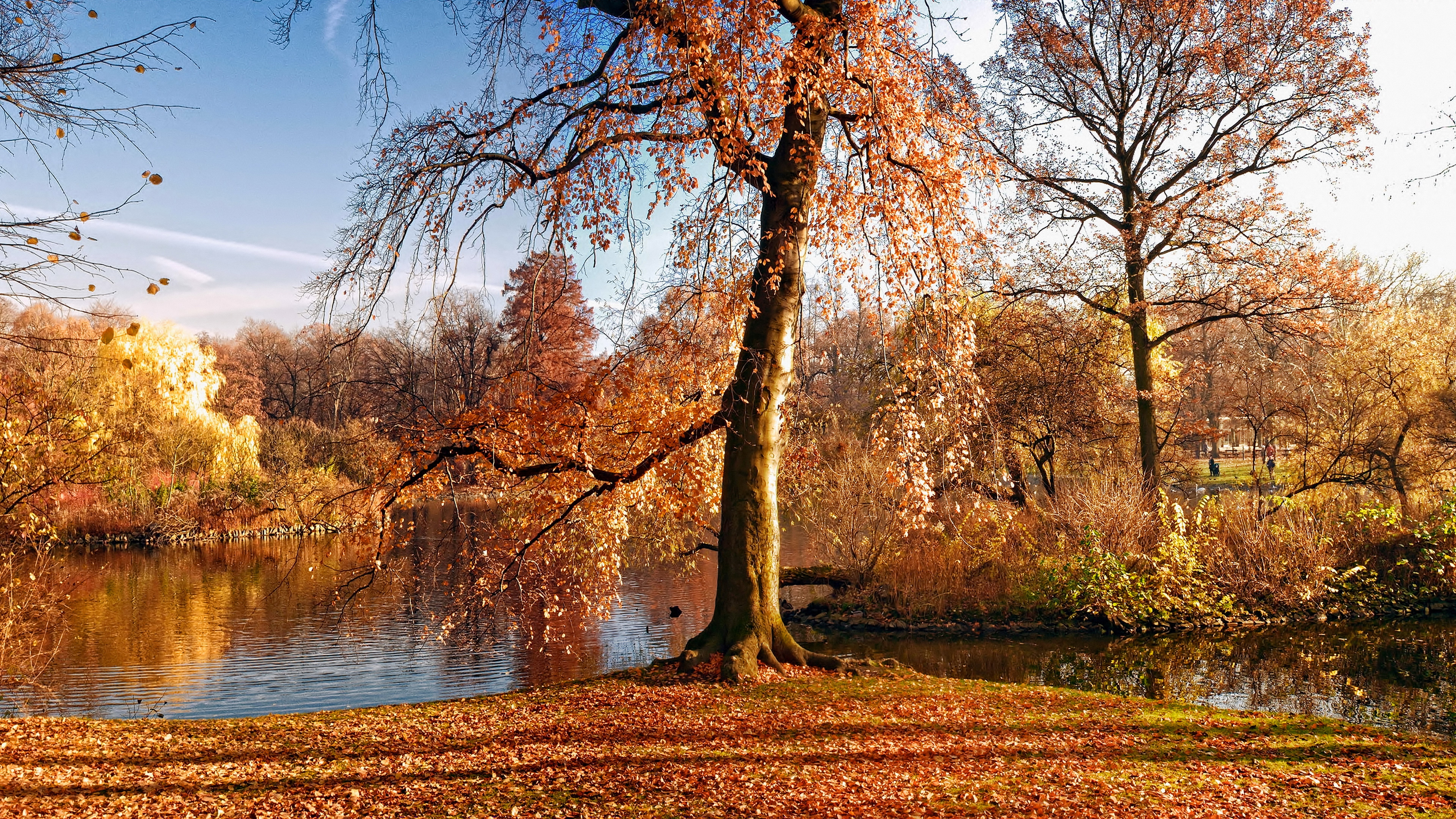 Autumn park with a lake and trees HD Wallpaper