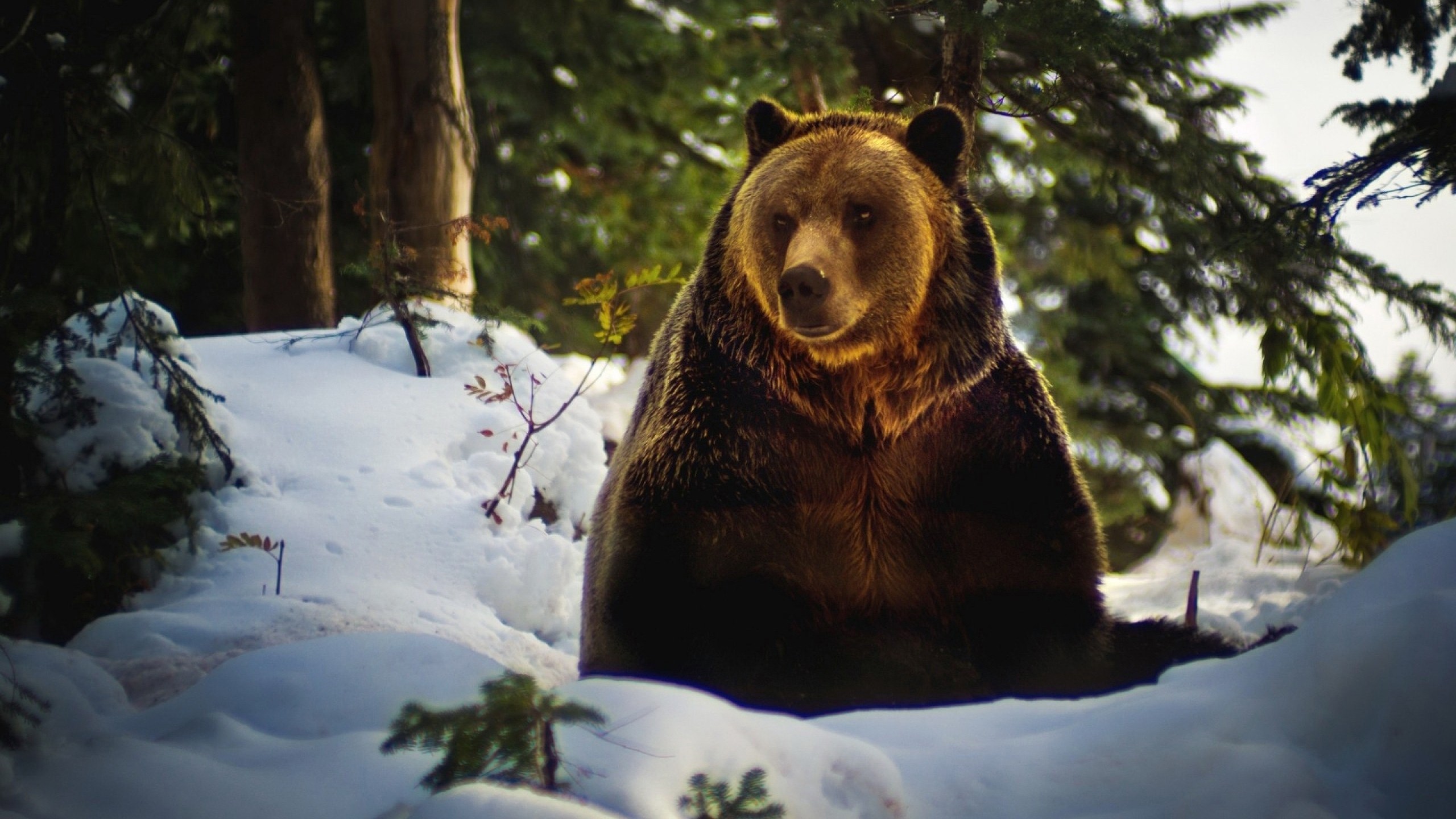 Grizzly bear sitting in a snowy forest HD Wallpaper