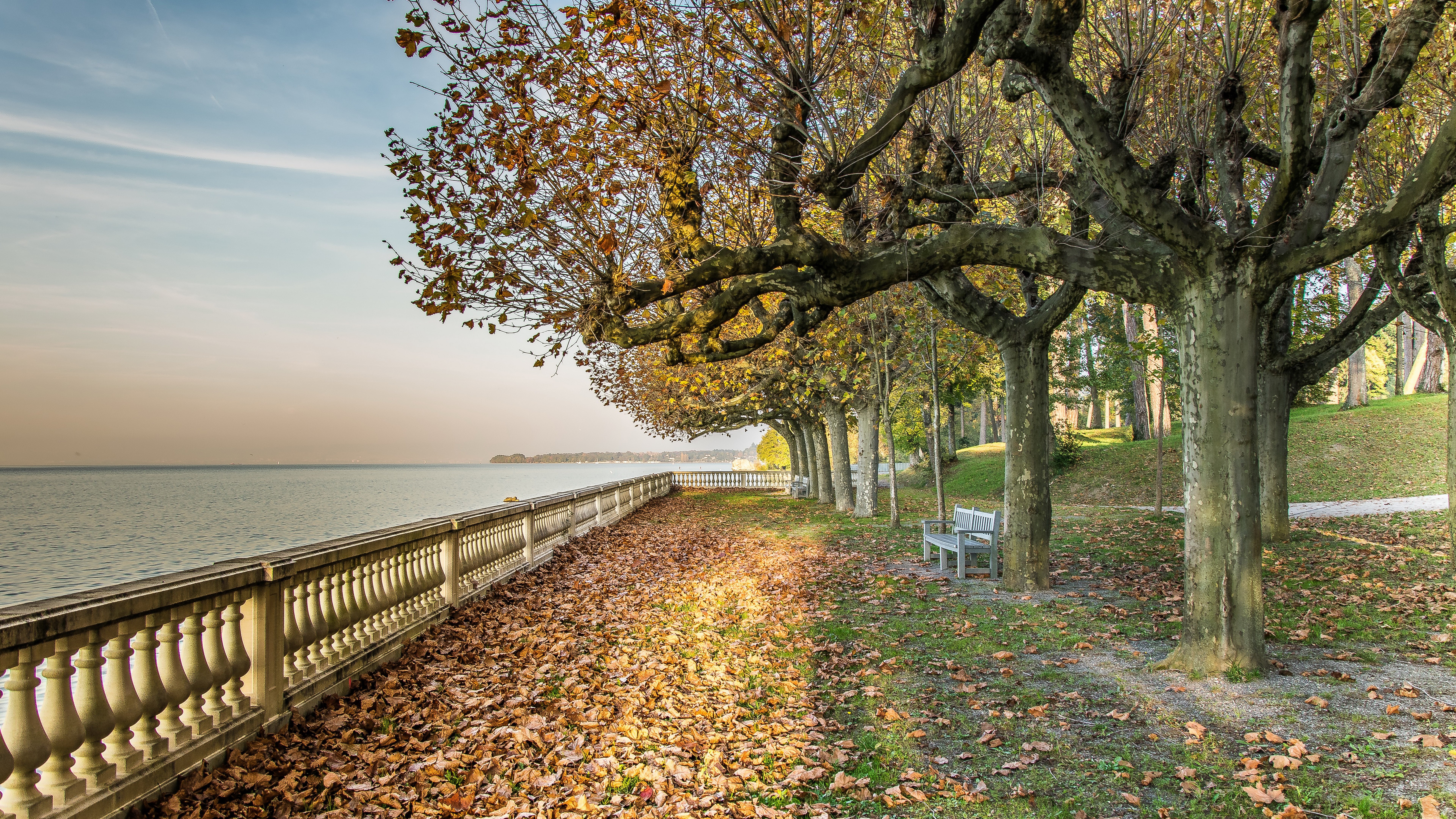 Autumn trees line a waterfront promenade with fallen leaves HD Wallpaper