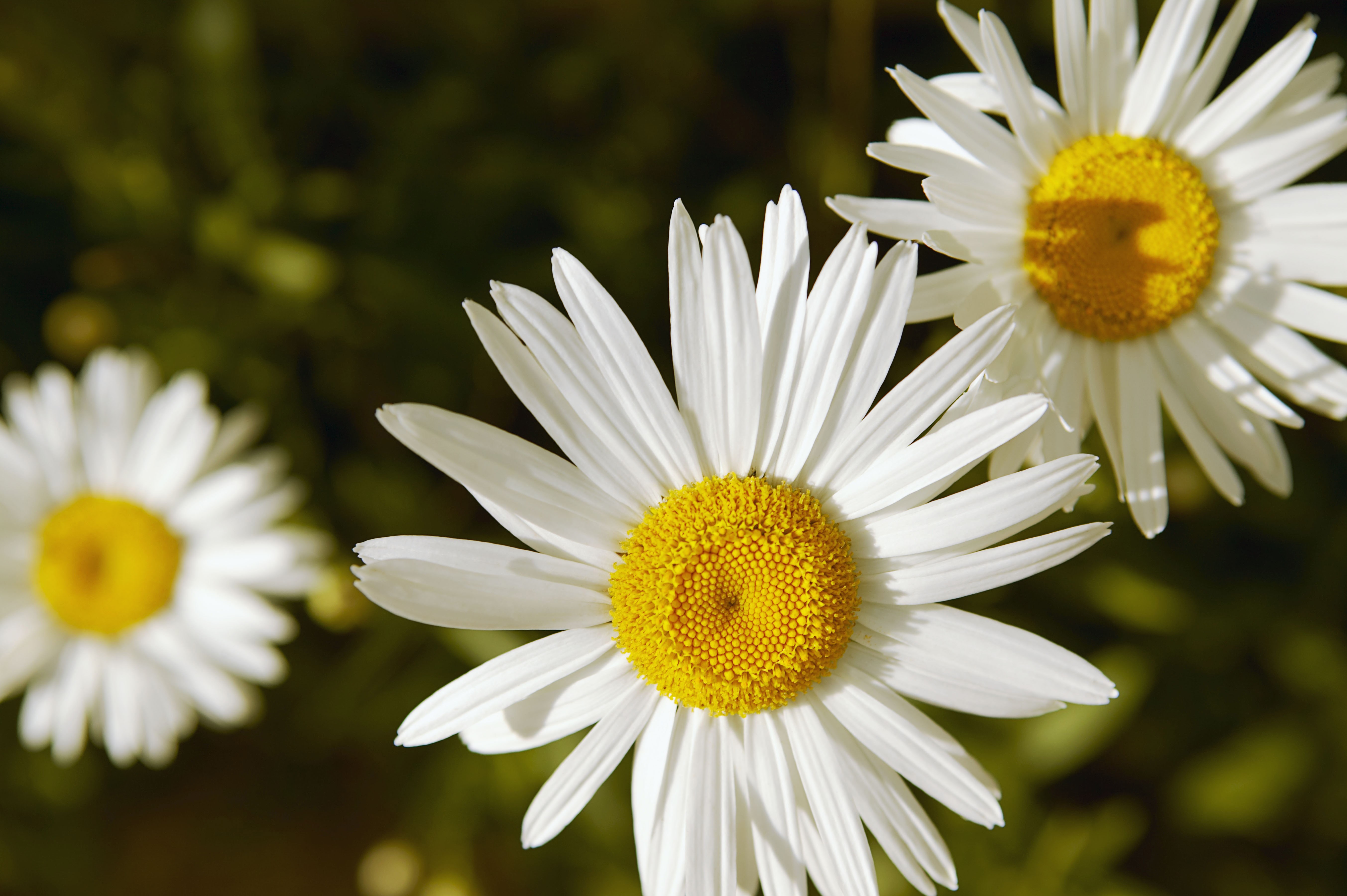 Close-up of three daisies with yellow centers HD Wallpaper