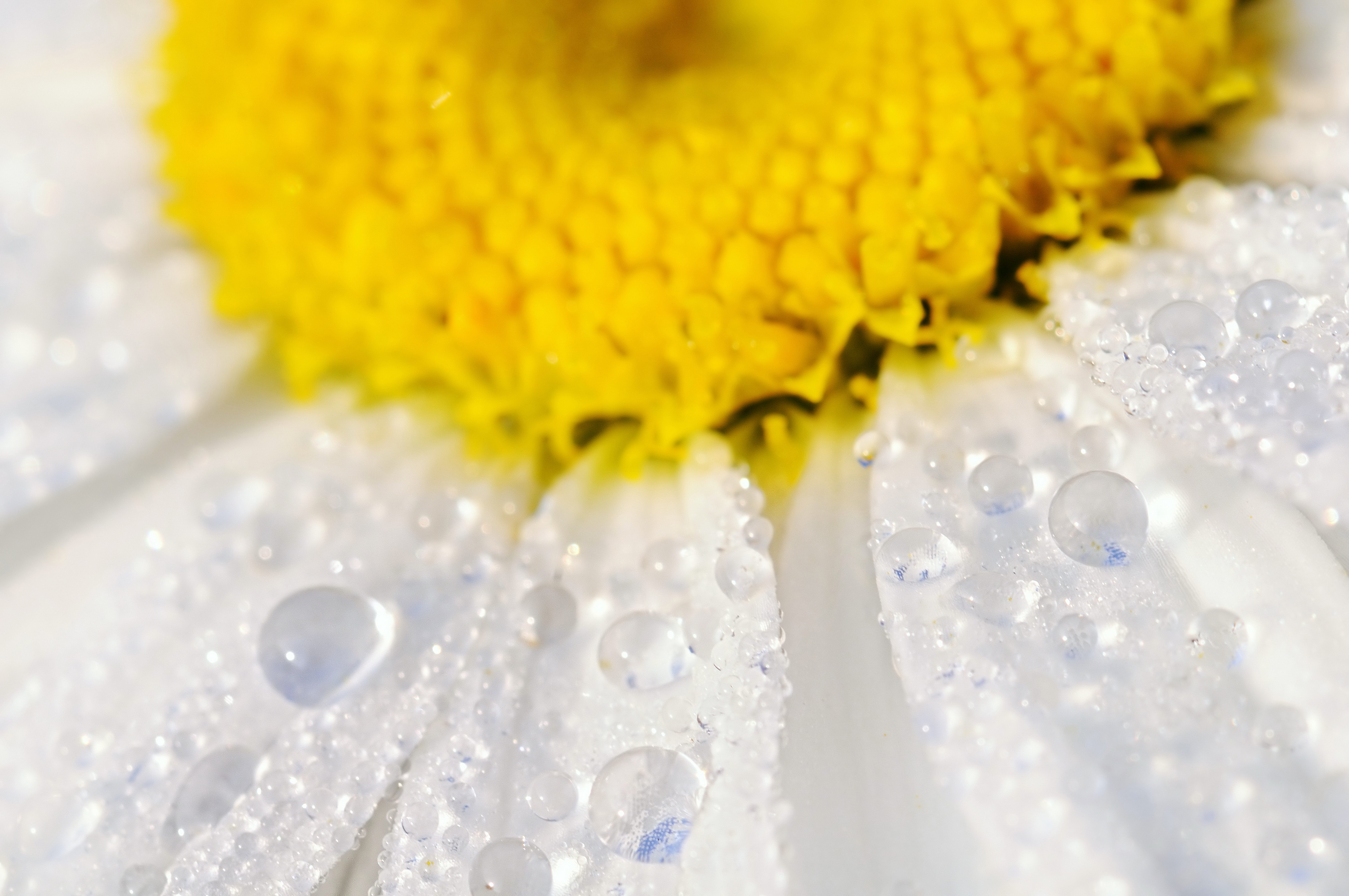 Close-up of a daisy with water droplets HD Wallpaper