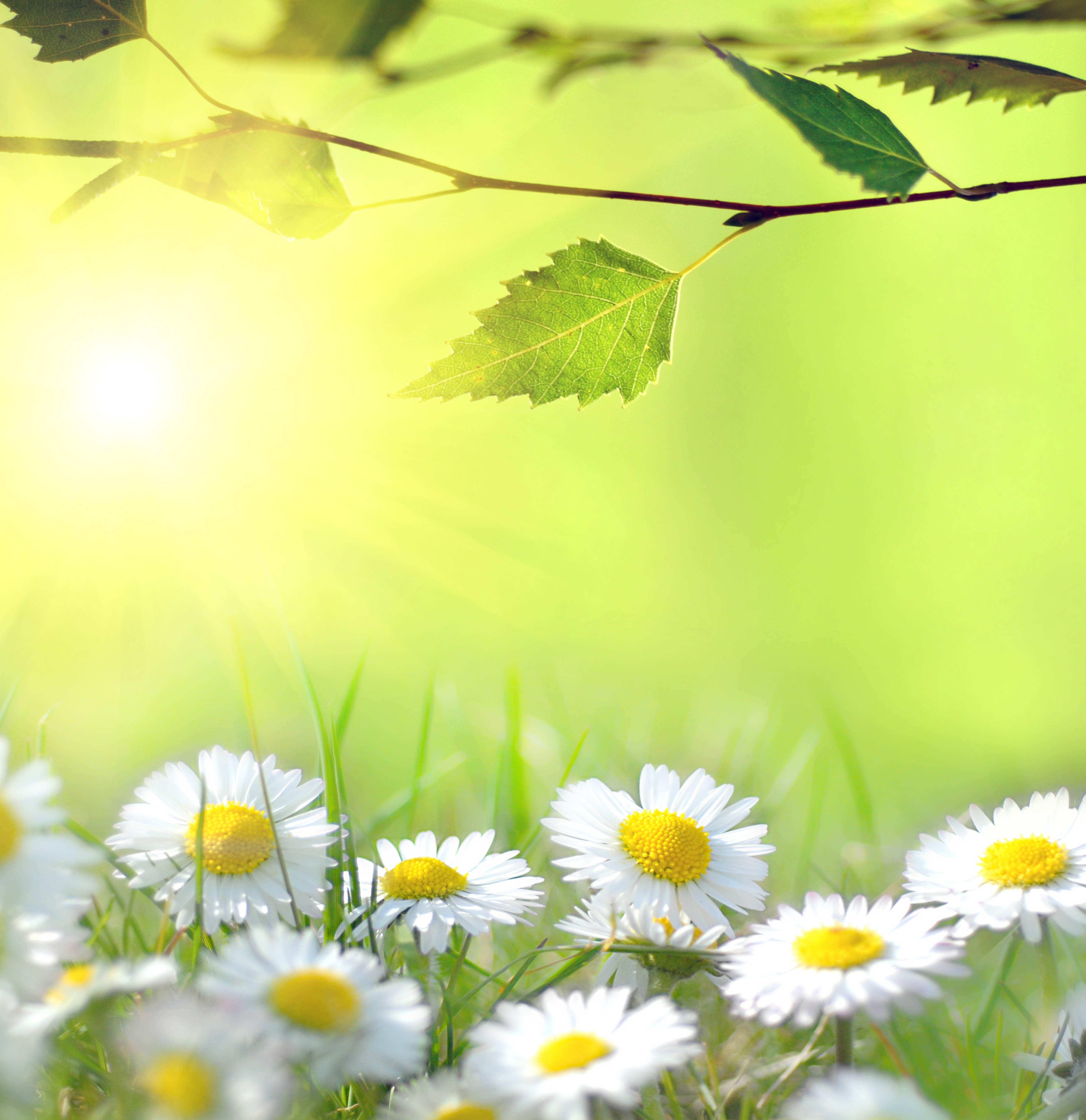 Daisies in a sunlit meadow with green leaves HD Wallpaper