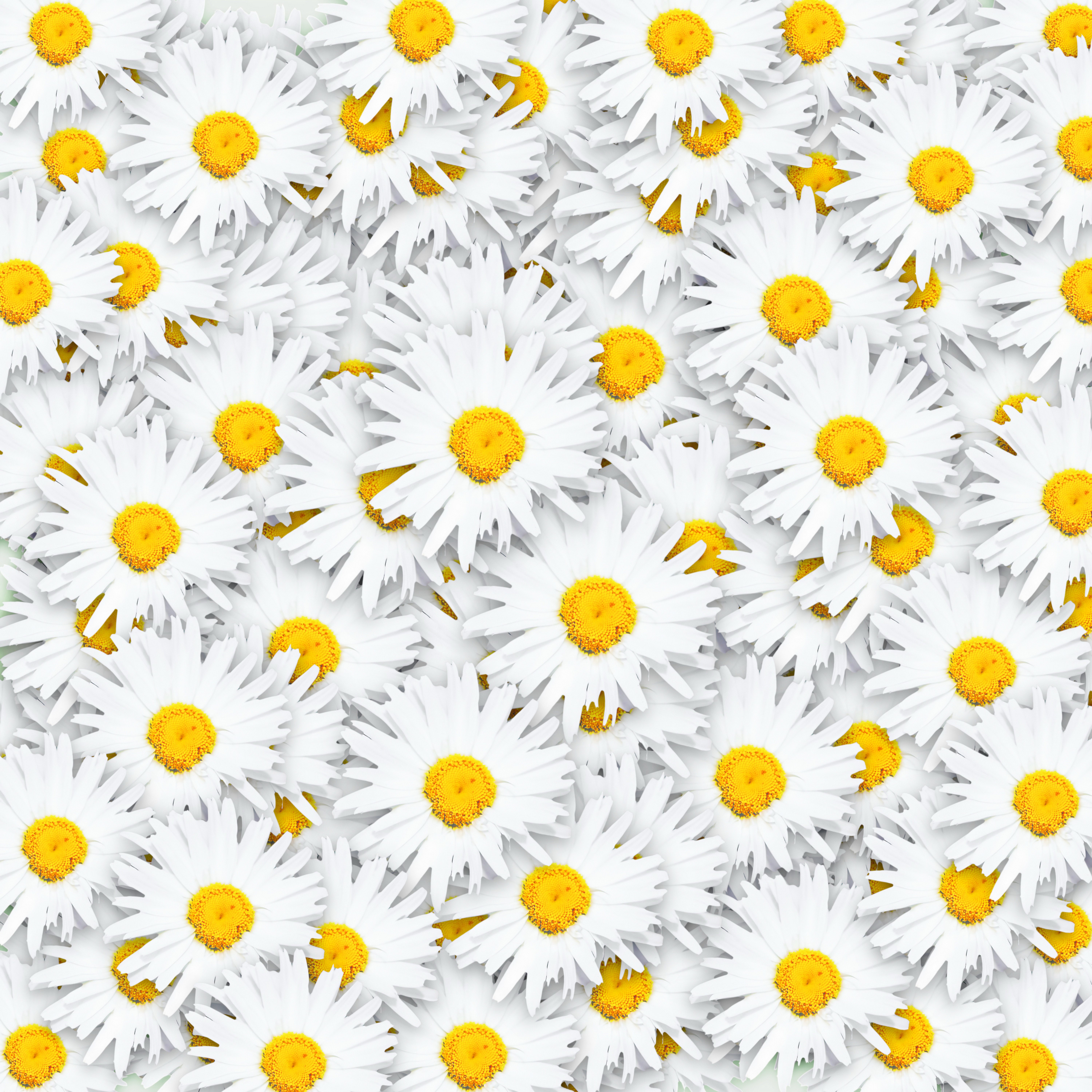 A field of white daisies with yellow centers HD Wallpaper