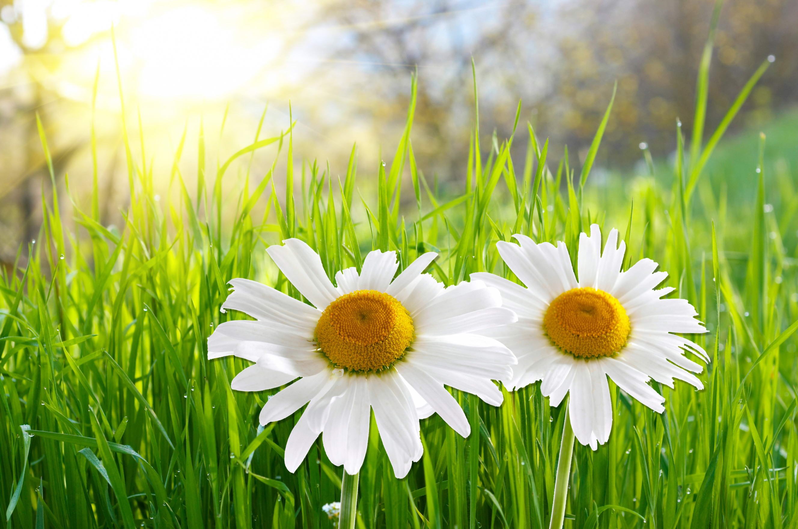 Two daisies in green grass with sunlight HD Wallpaper
