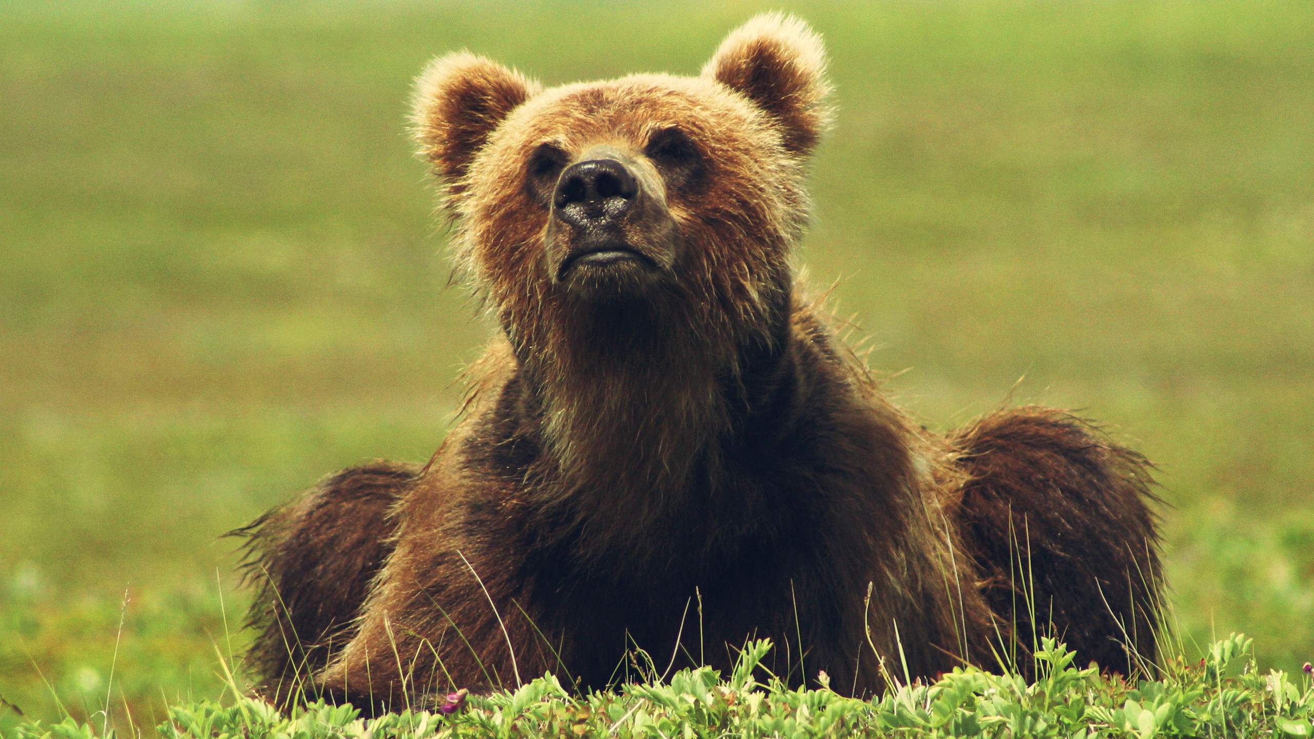 Brown bear sitting in a grassy field HD Wallpaper
