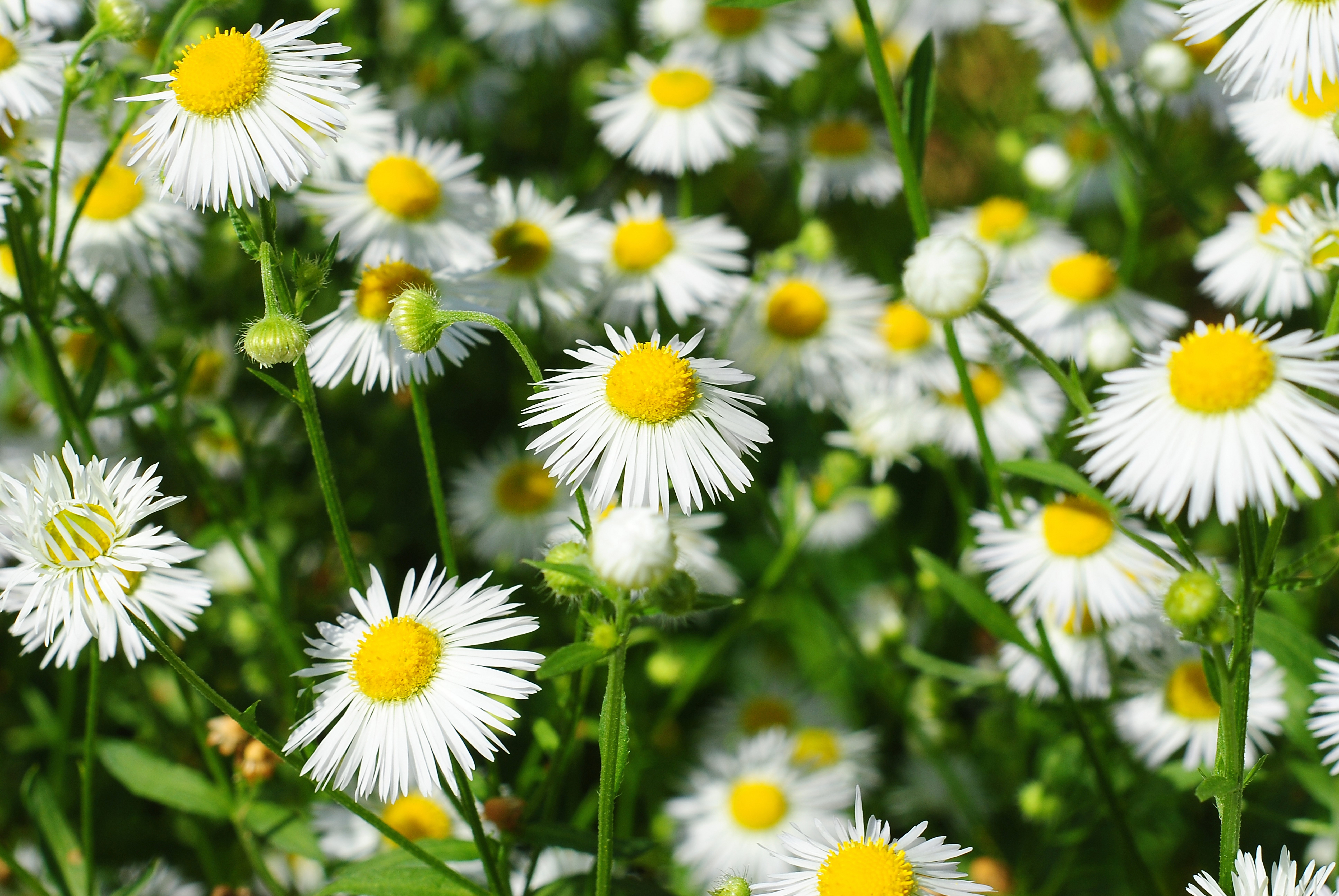 Field of white daisies with yellow centers HD Wallpaper