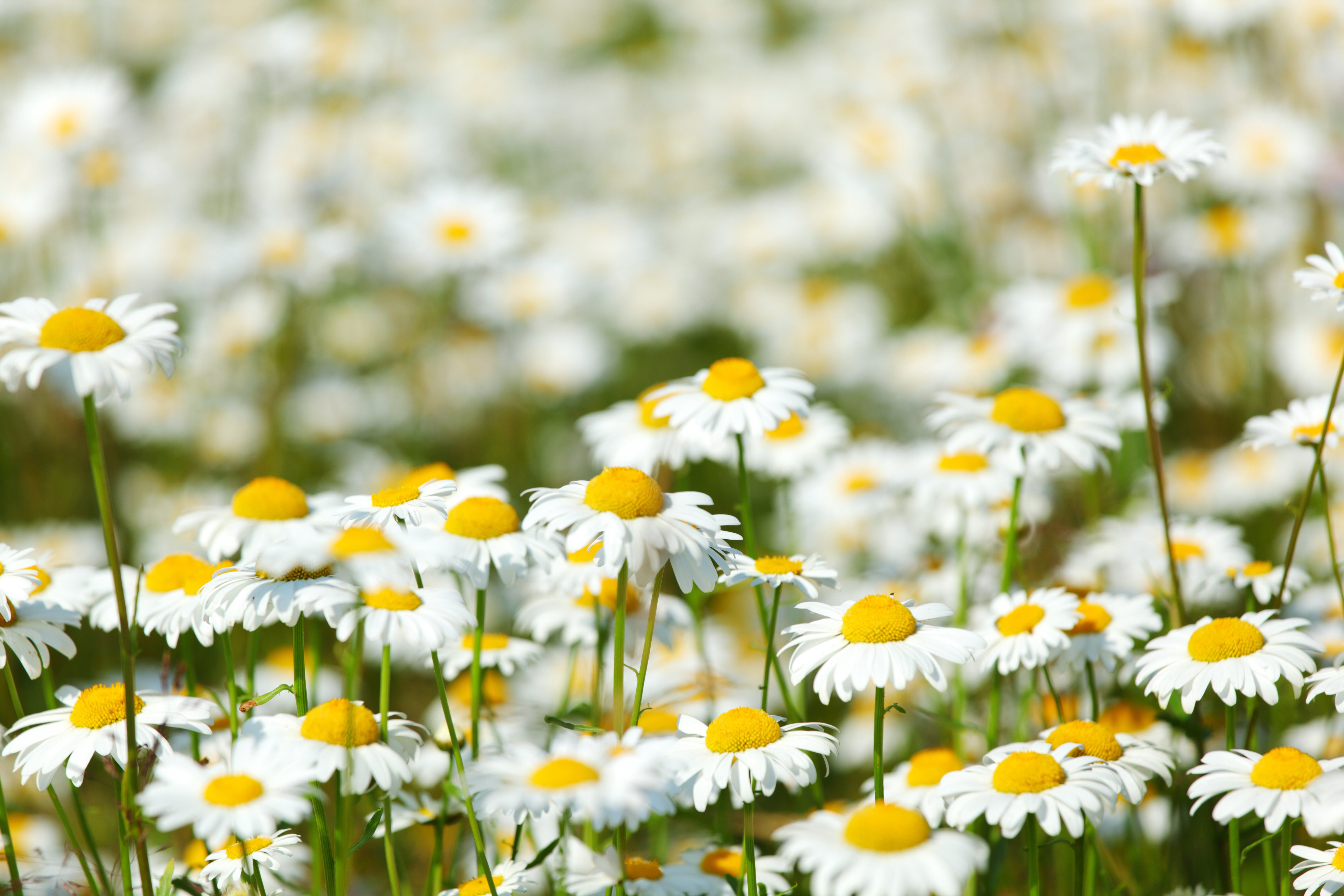 Field of white daisies with yellow centers HD Wallpaper