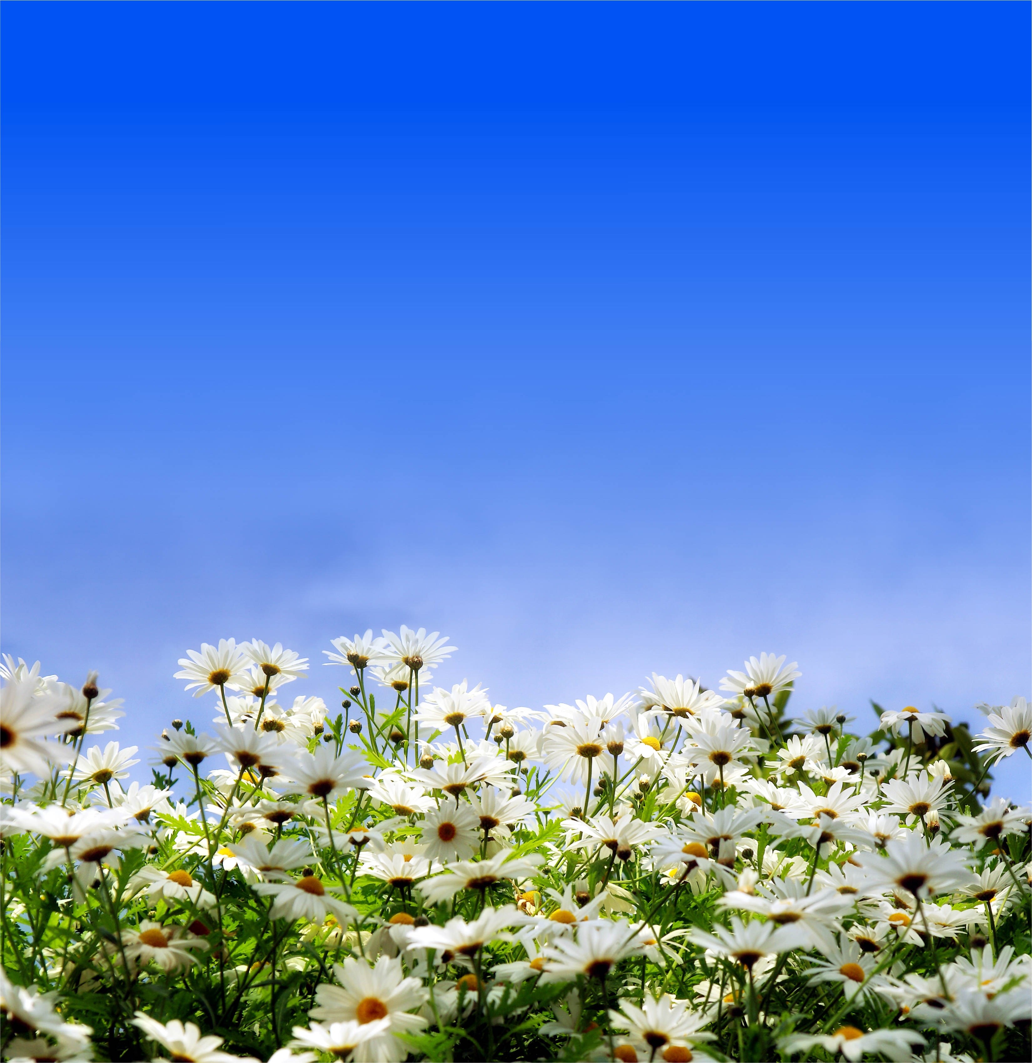 Field of white daisies under a blue sky HD Wallpaper