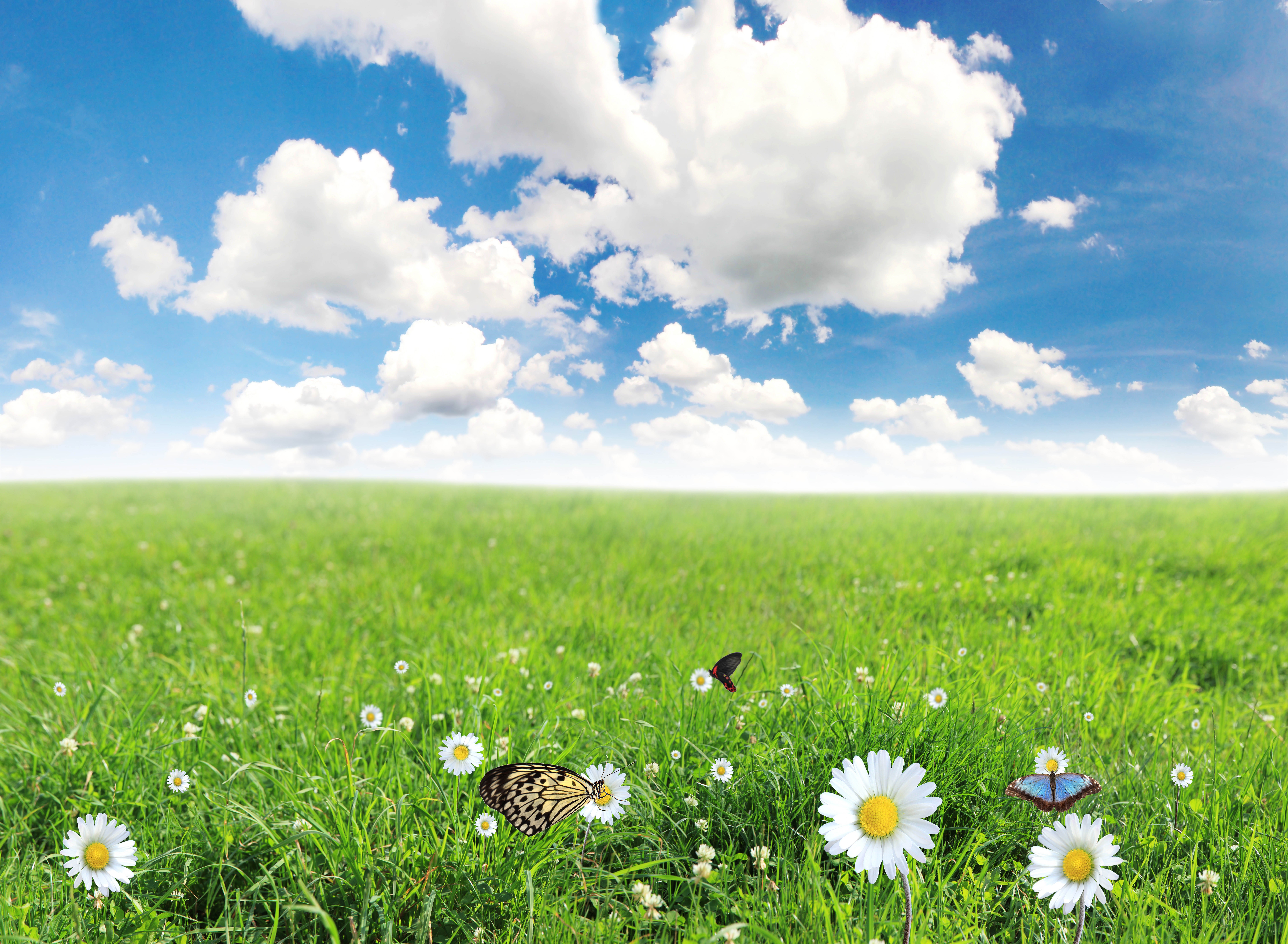 Butterflies and daisies in a green meadow under a blue sky HD Wallpaper