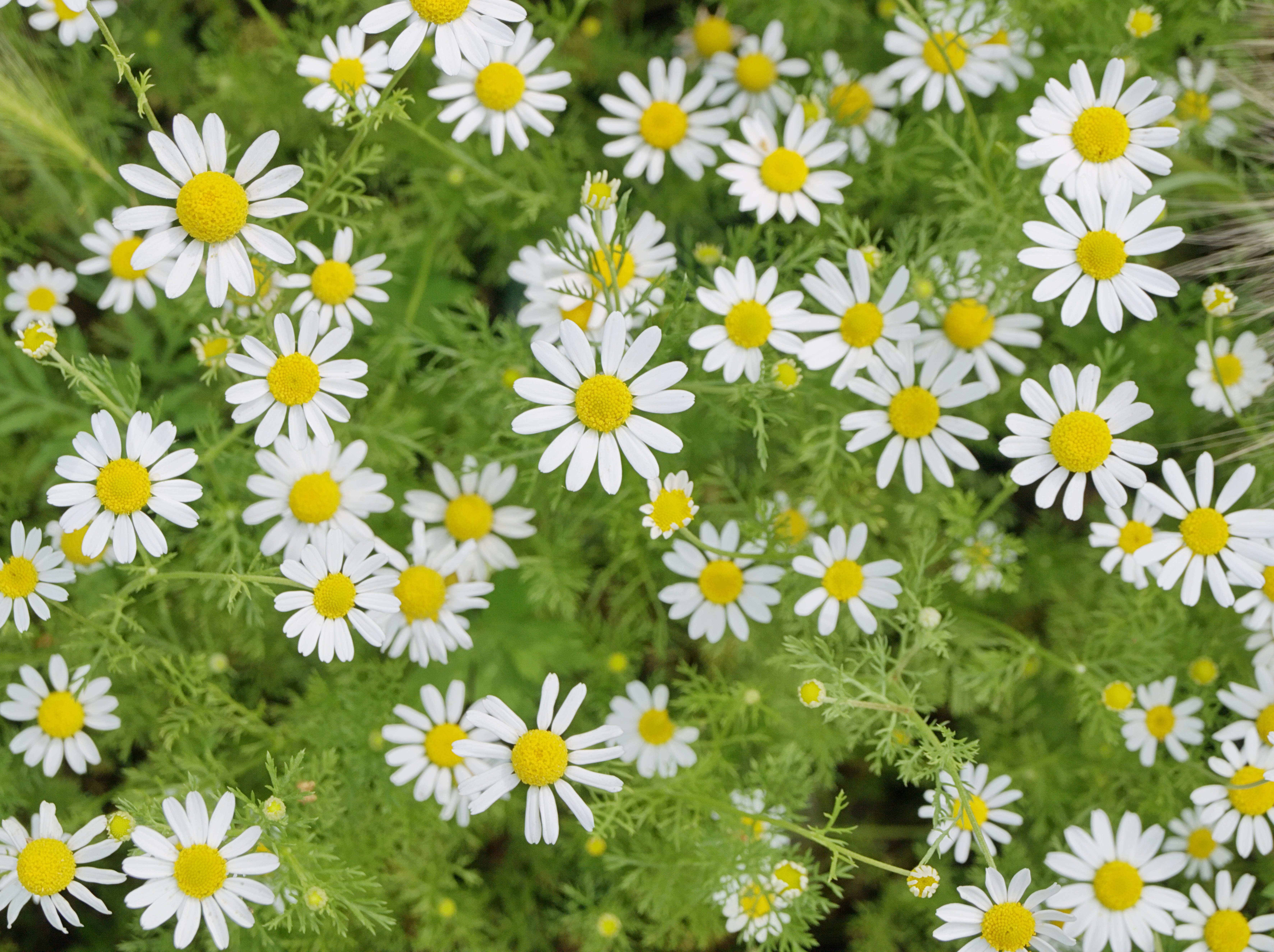 Field of white daisies with yellow centers HD Wallpaper