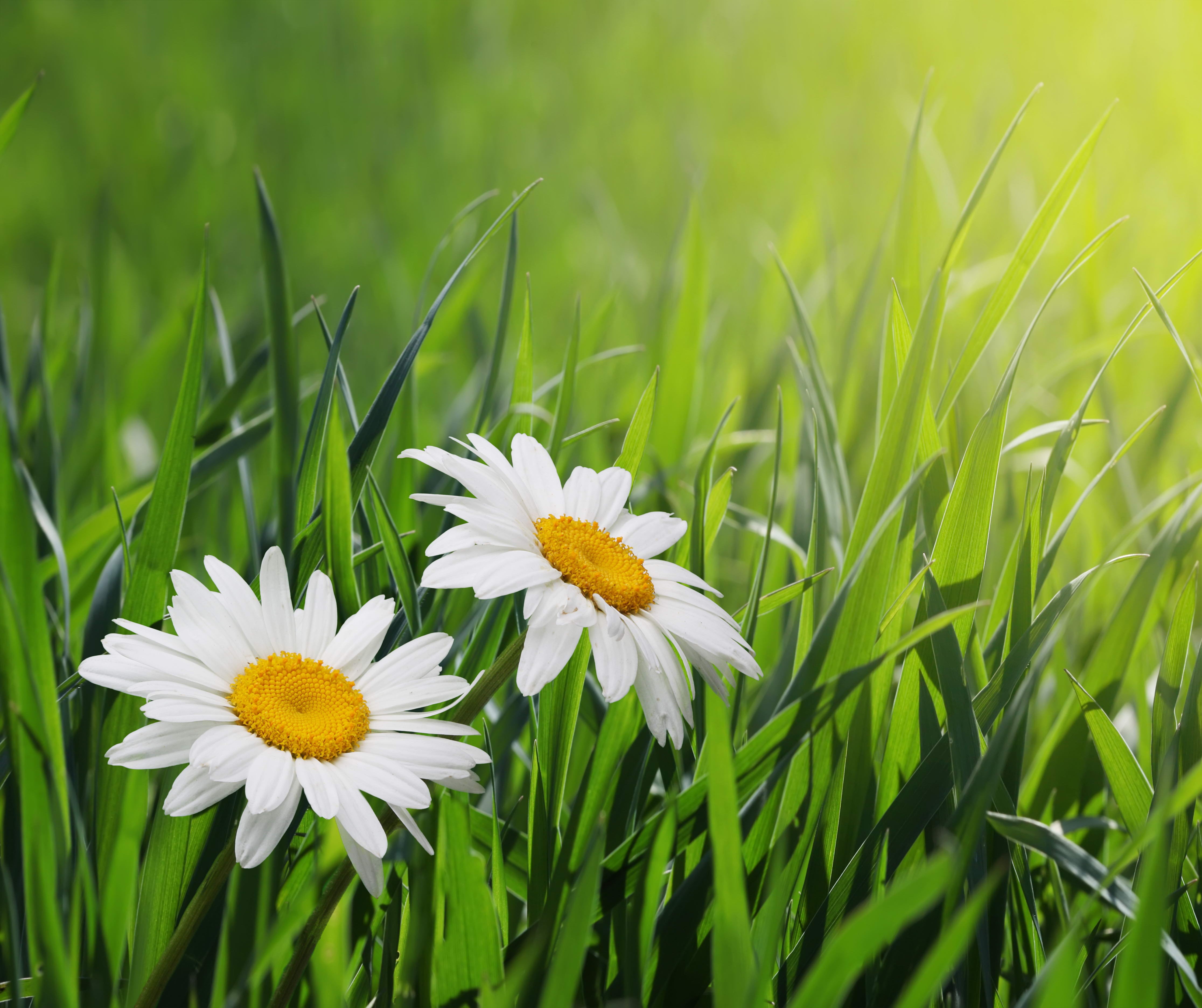Two daisies in green grass with sunlight HD Wallpaper