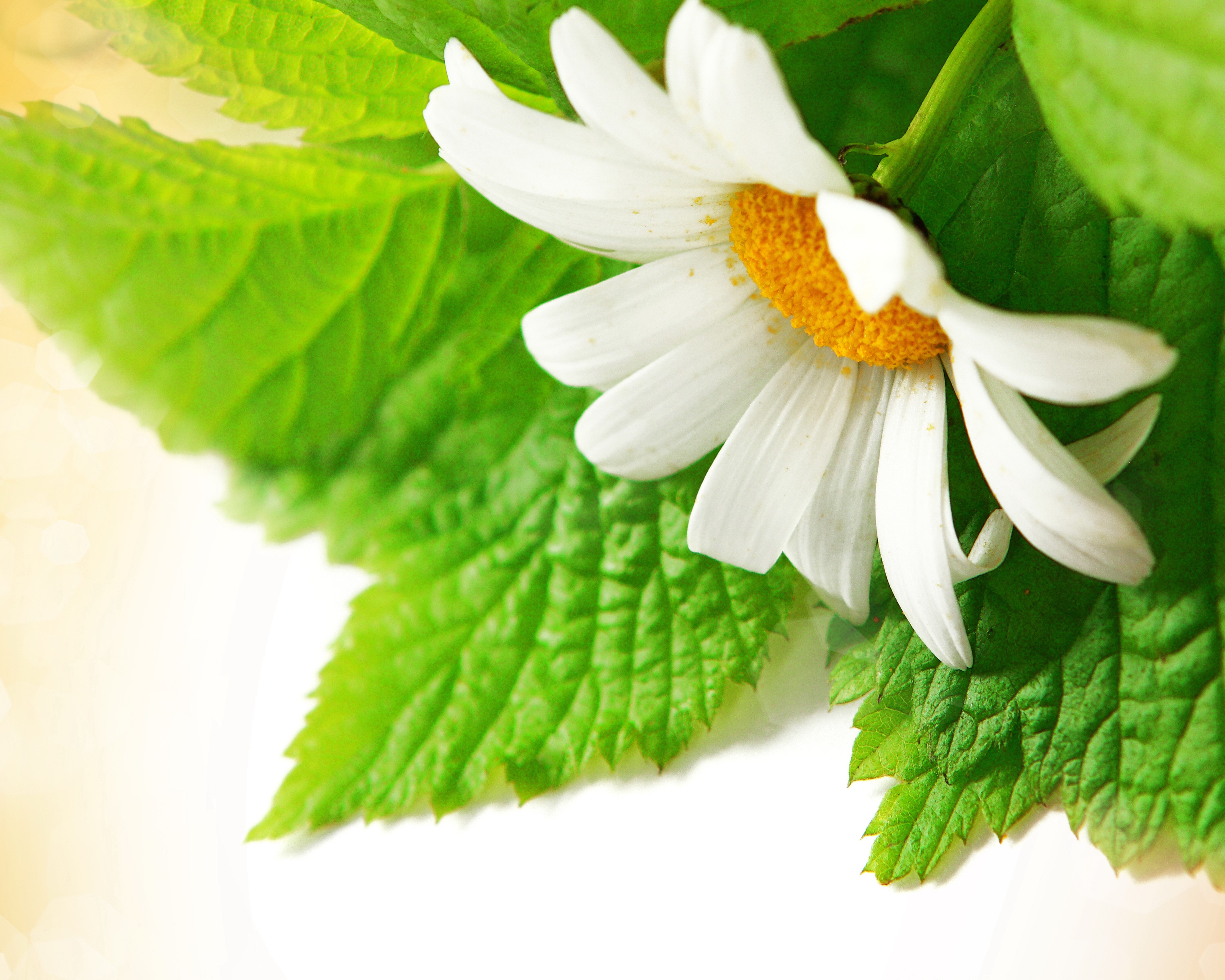White daisy flower with green leaves HD Wallpaper