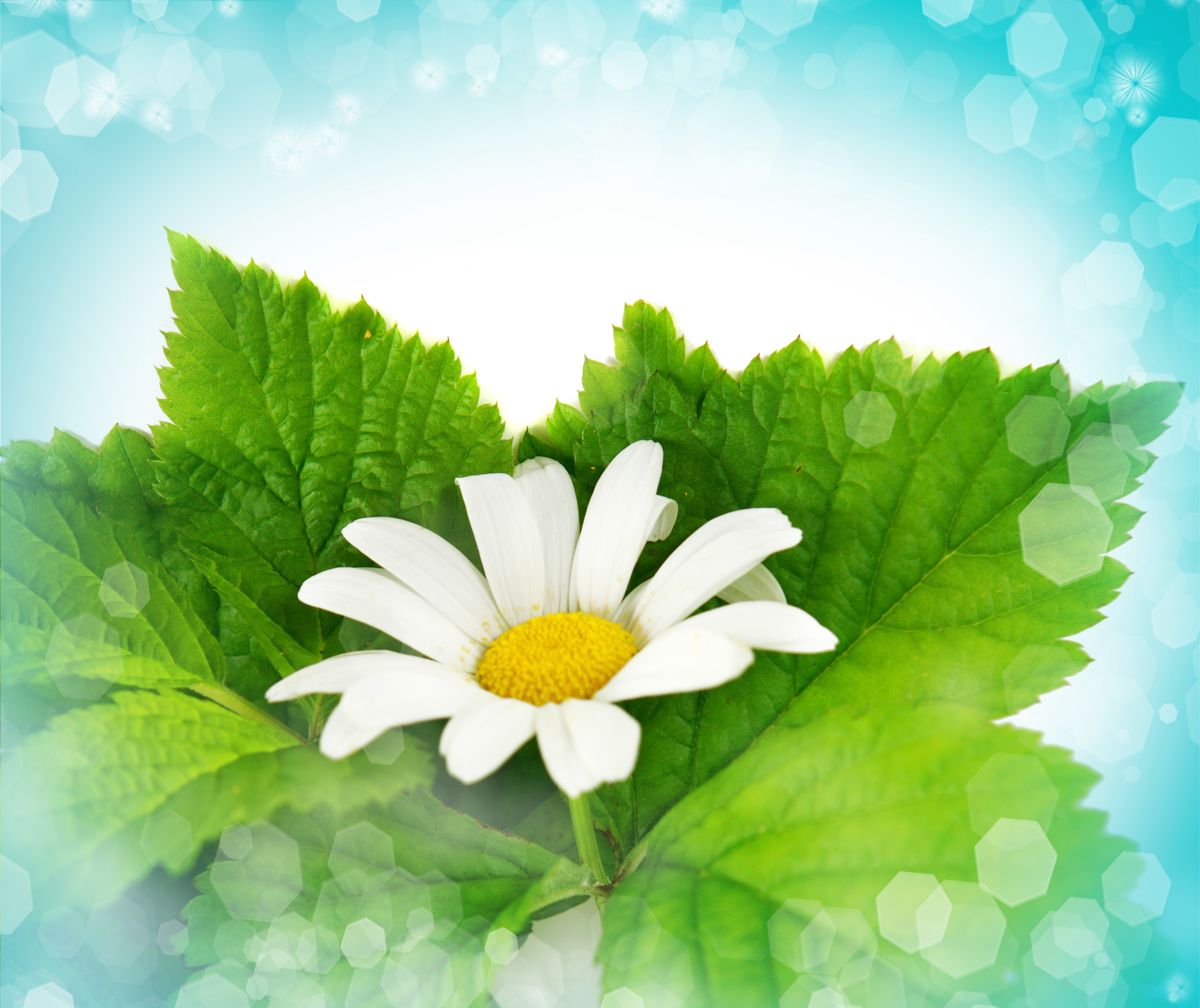 Daisy flower on green leaves with bokeh background HD Wallpaper