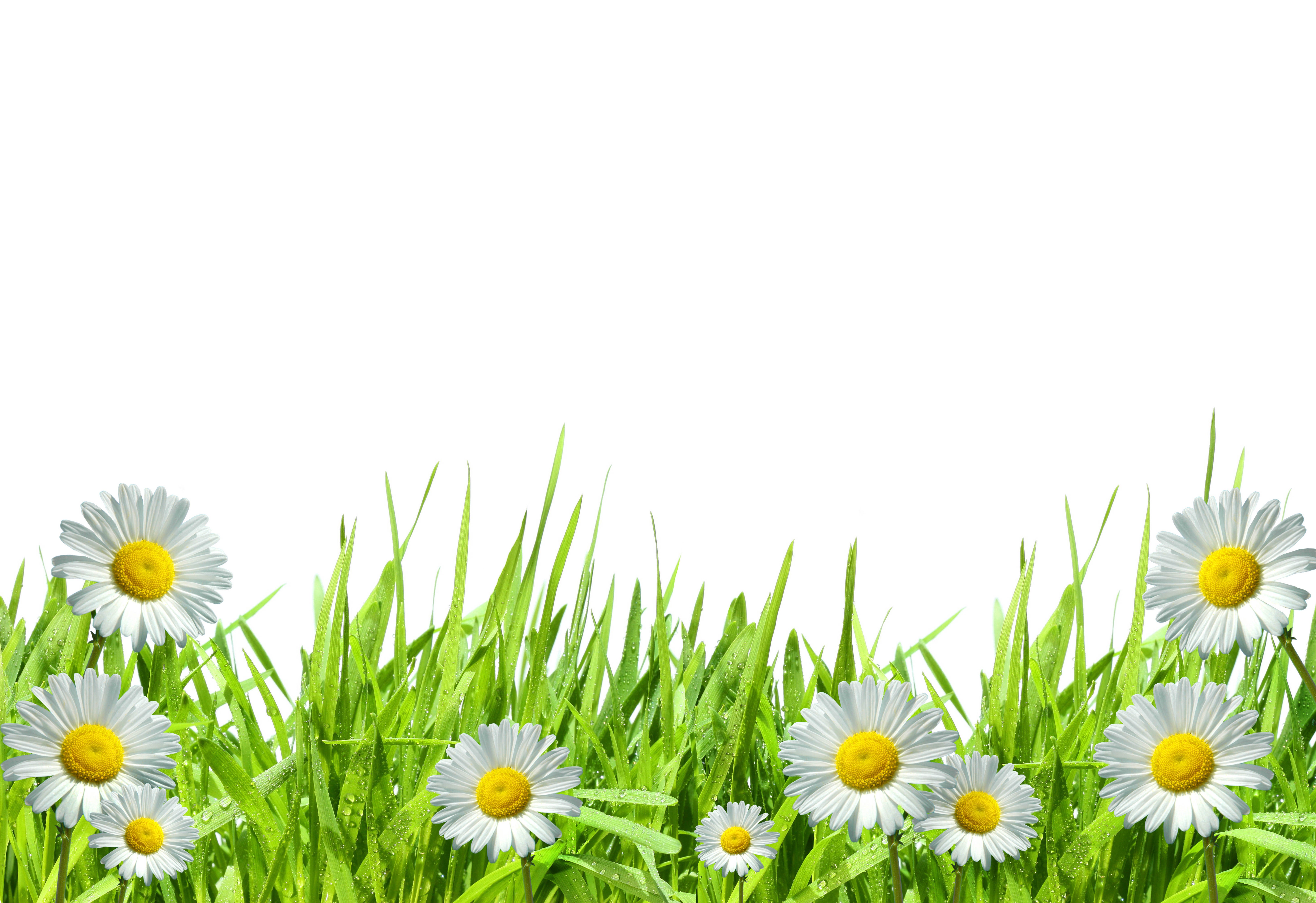 White daisies and green grass with white background HD Wallpaper