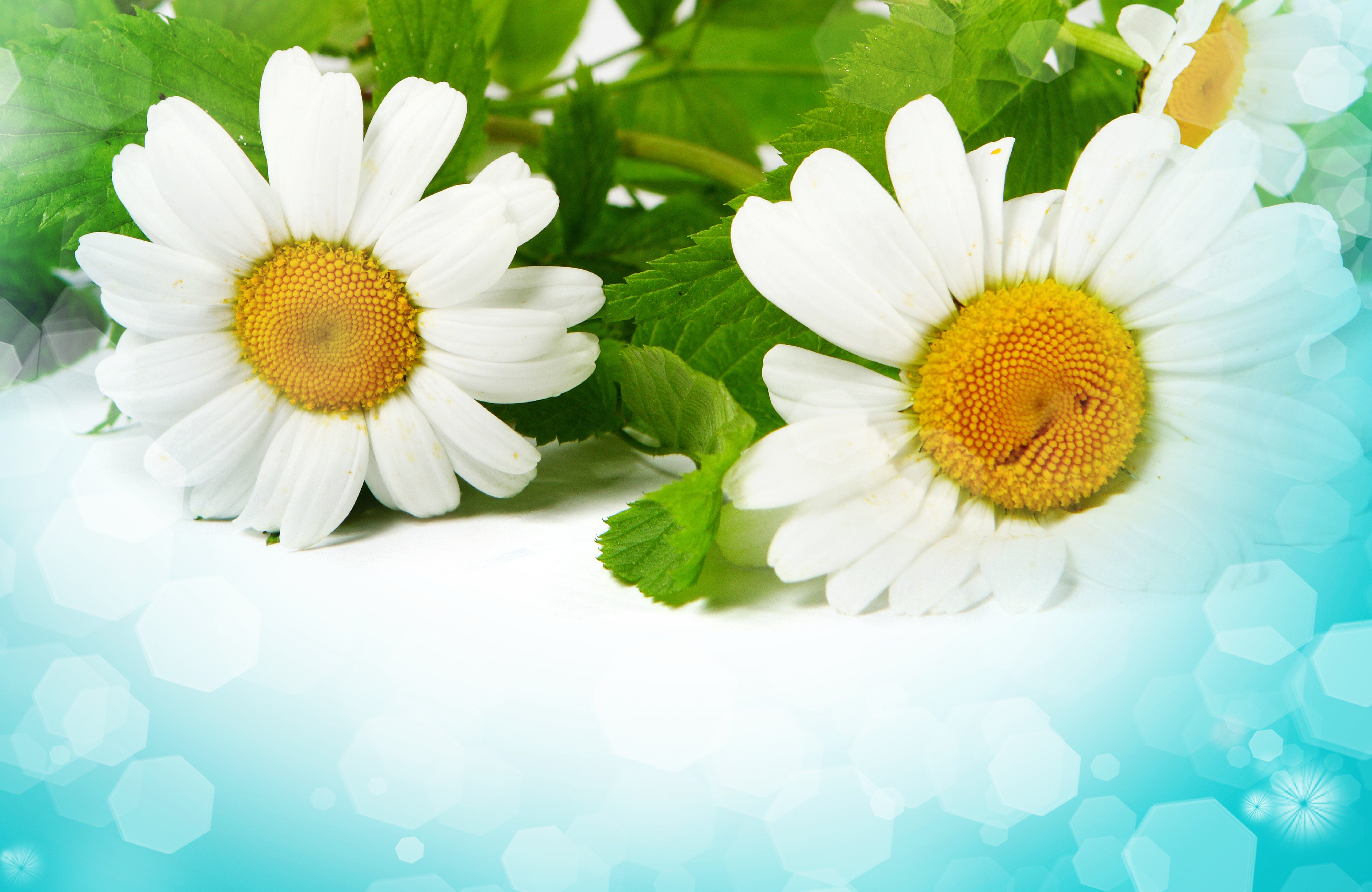 Two daisies with green leaves on a blue background HD Wallpaper