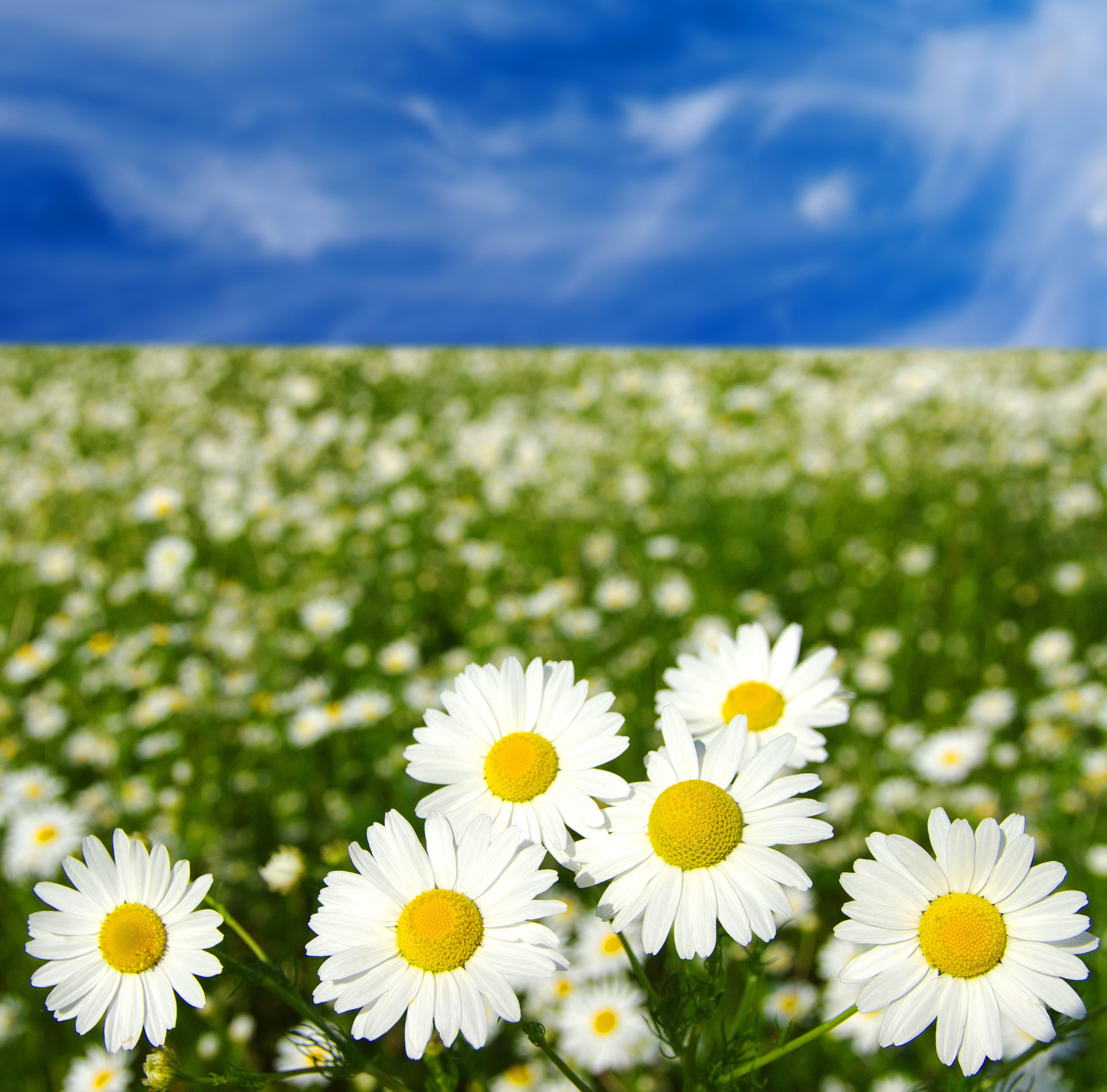 Field of daisies under a blue sky HD Wallpaper