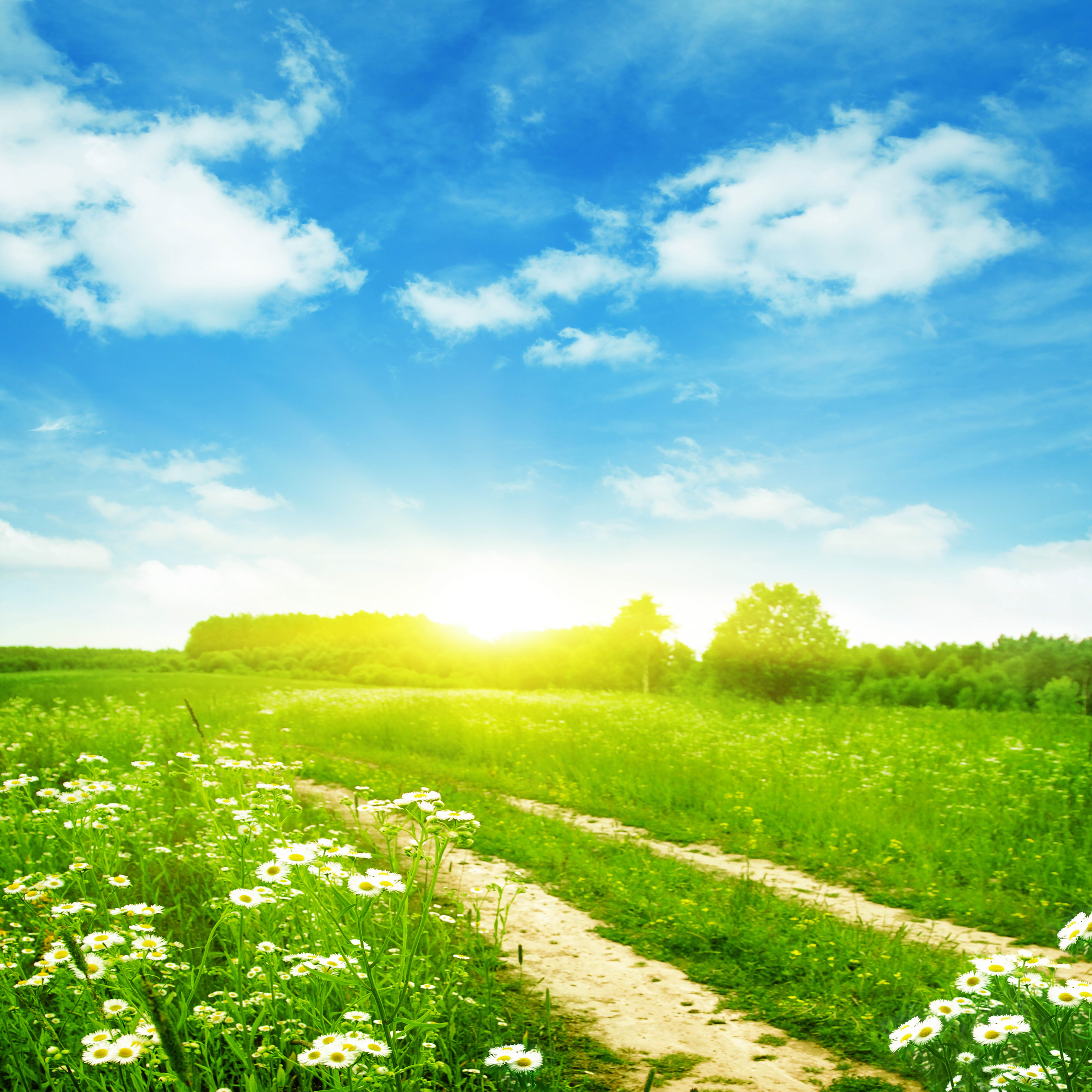 A dirt road through a sunny meadow with wildflowers HD Wallpaper