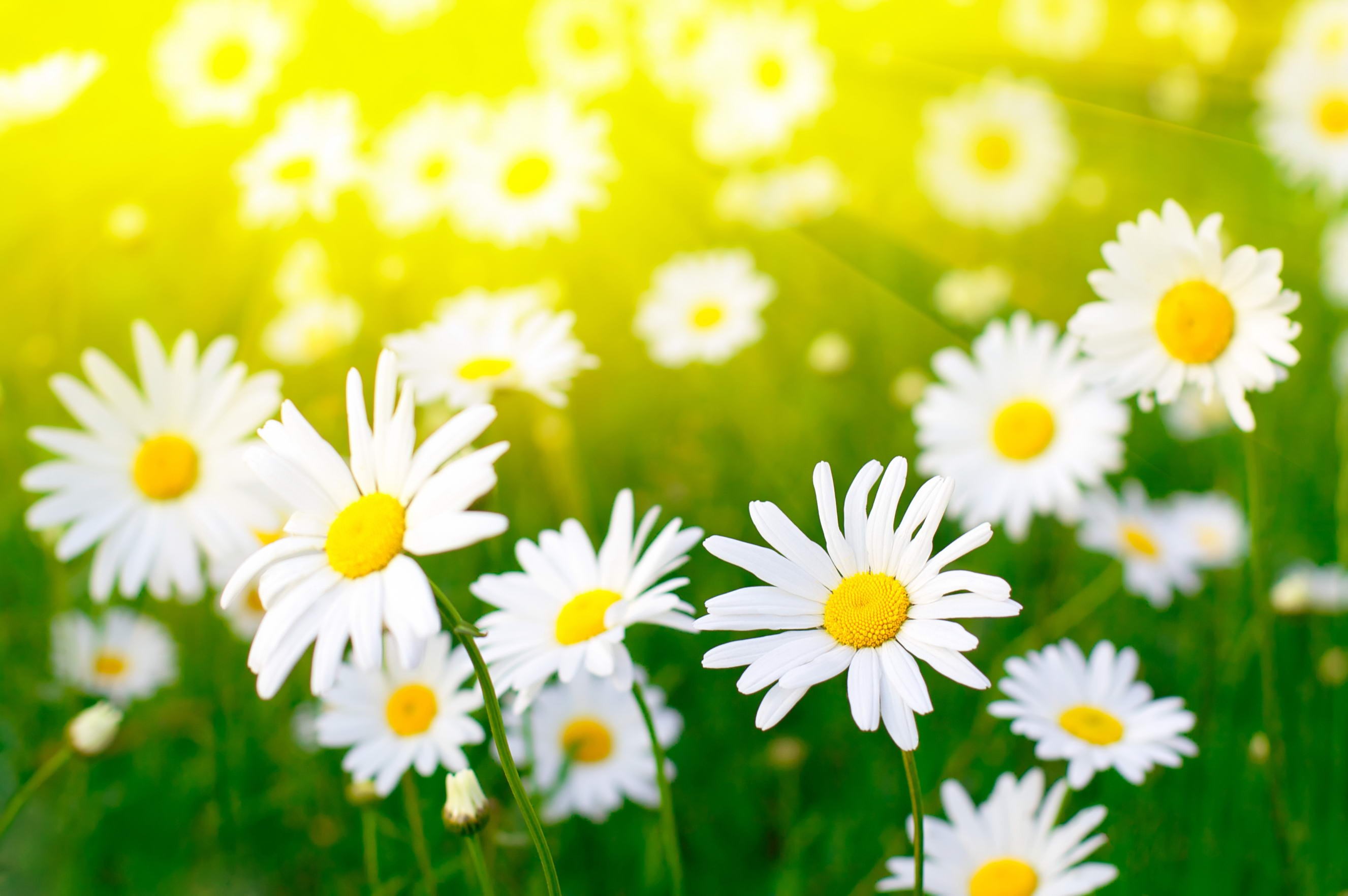 Field of daisies in bright sunlight HD Wallpaper