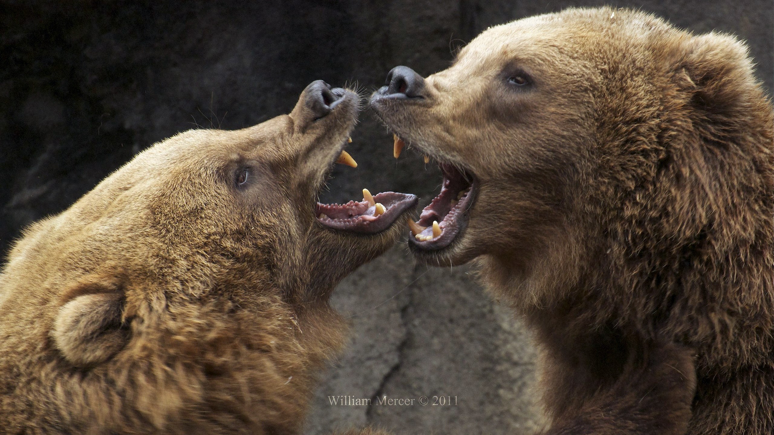 Two grizzly bears roaring at each other HD Wallpaper