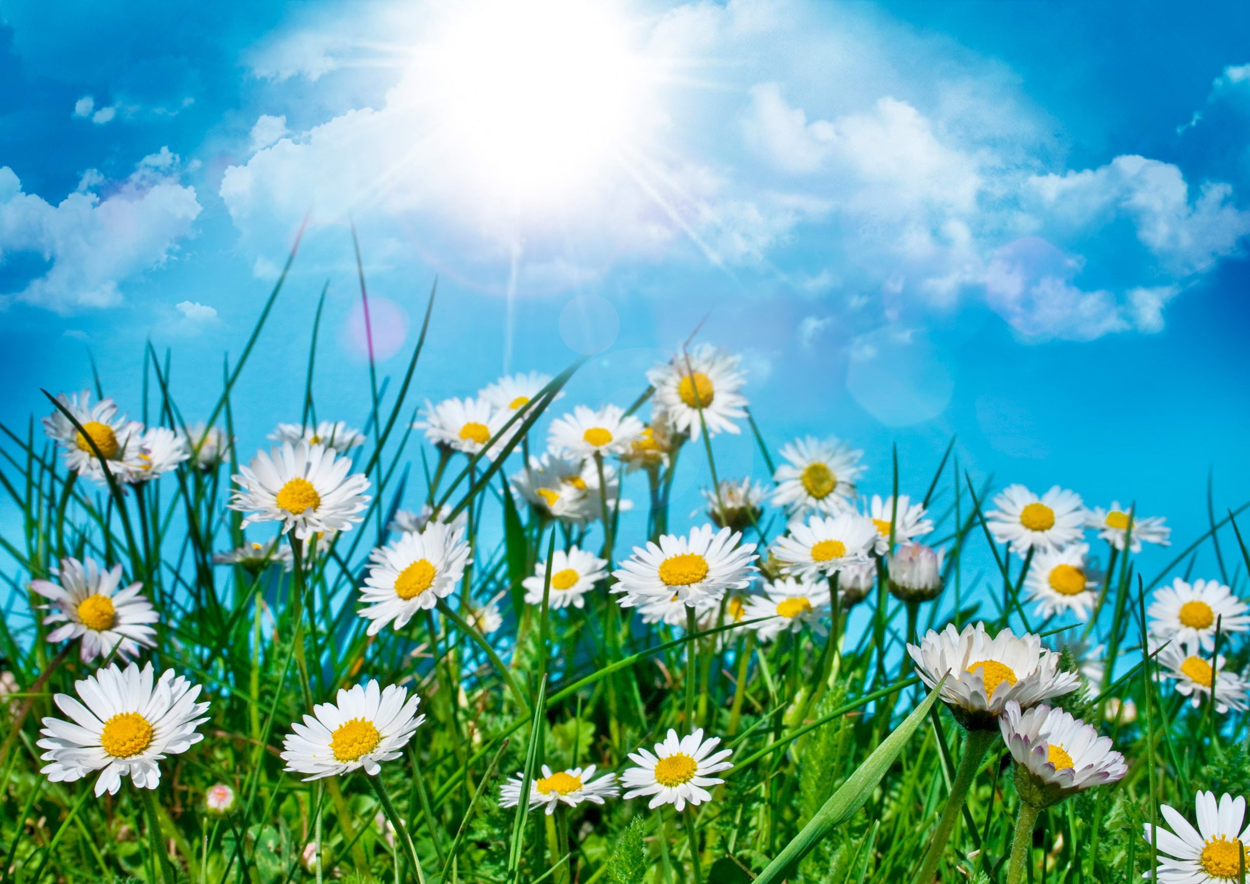 Field of daisies under a bright sun and blue sky HD Wallpaper