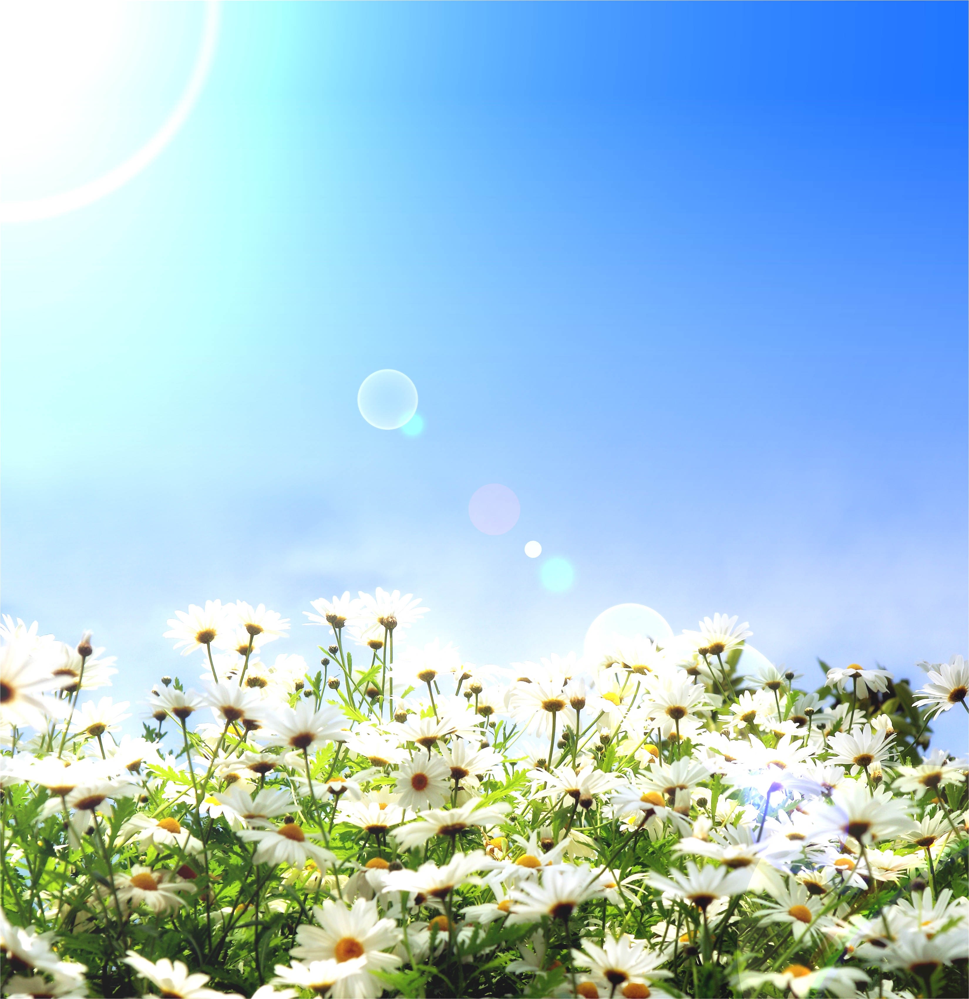 Field of white daisies under a bright blue sky HD Wallpaper