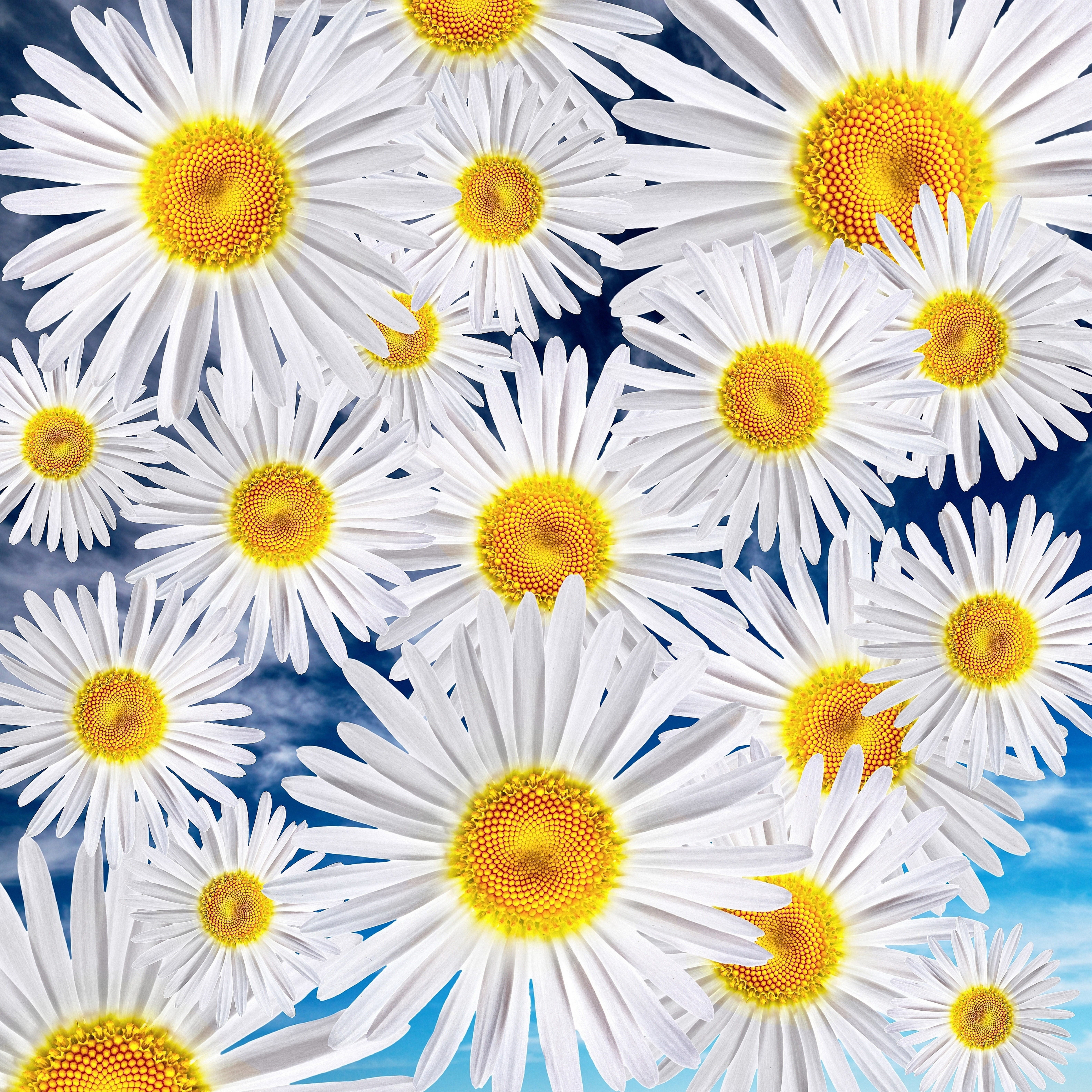 Daisies against a blue sky HD Wallpaper