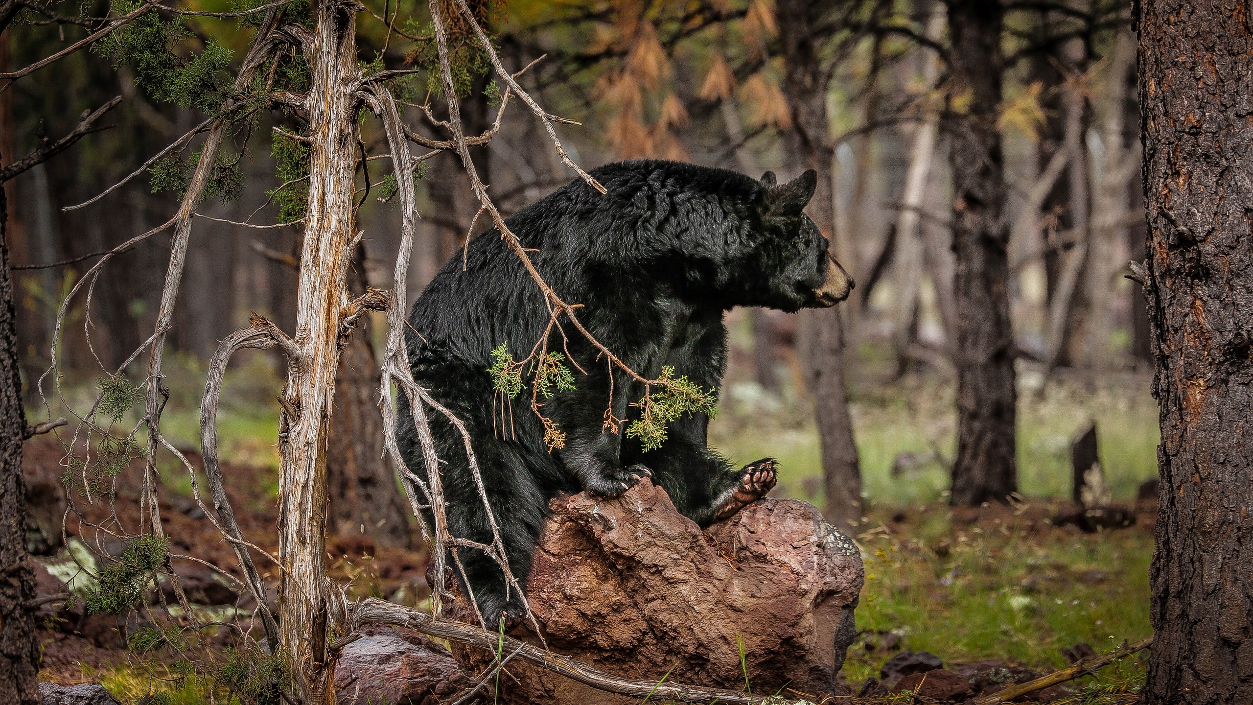 Black bear sitting on a rock in a forest HD Wallpaper