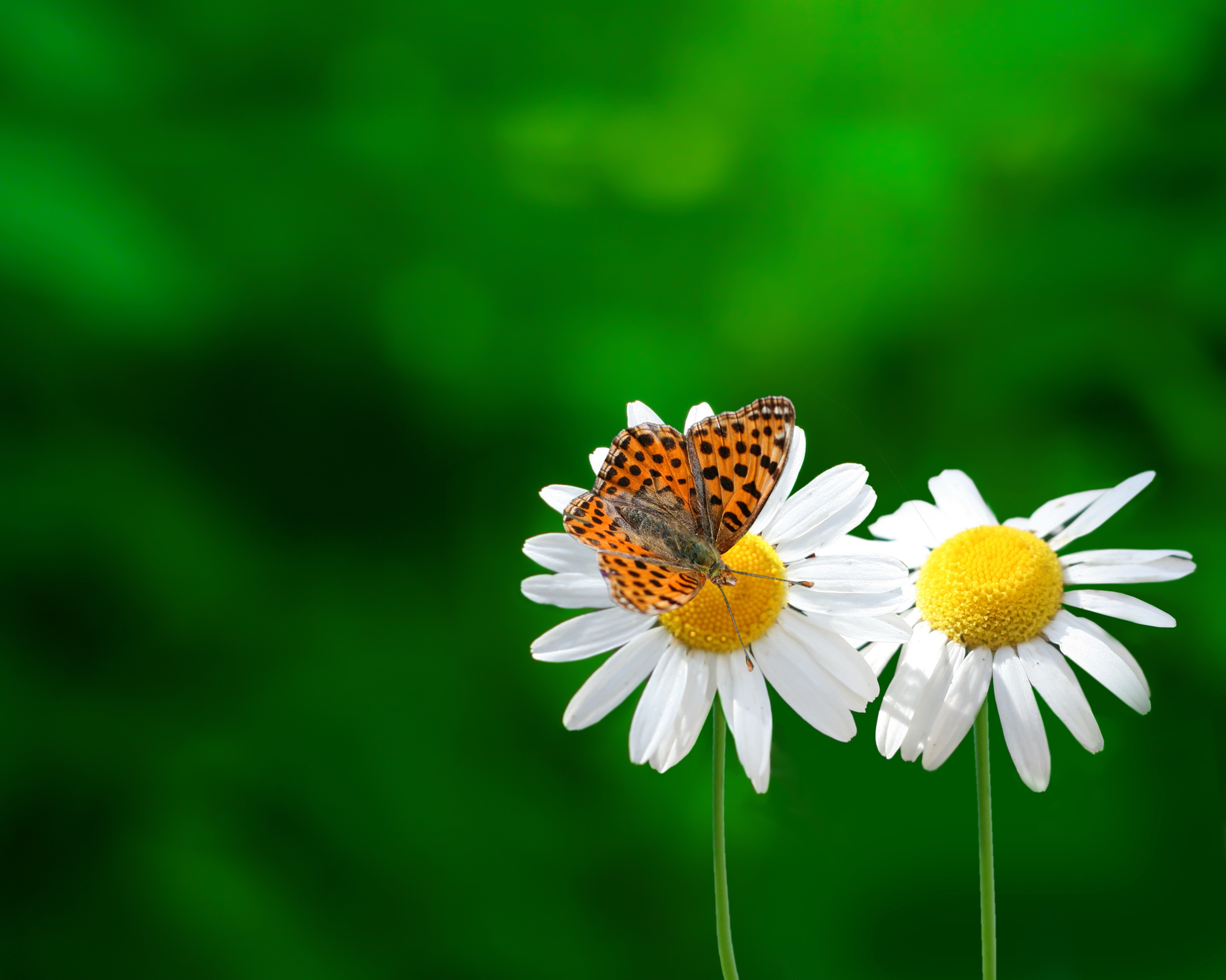 Butterfly on a daisy with green background HD Wallpaper