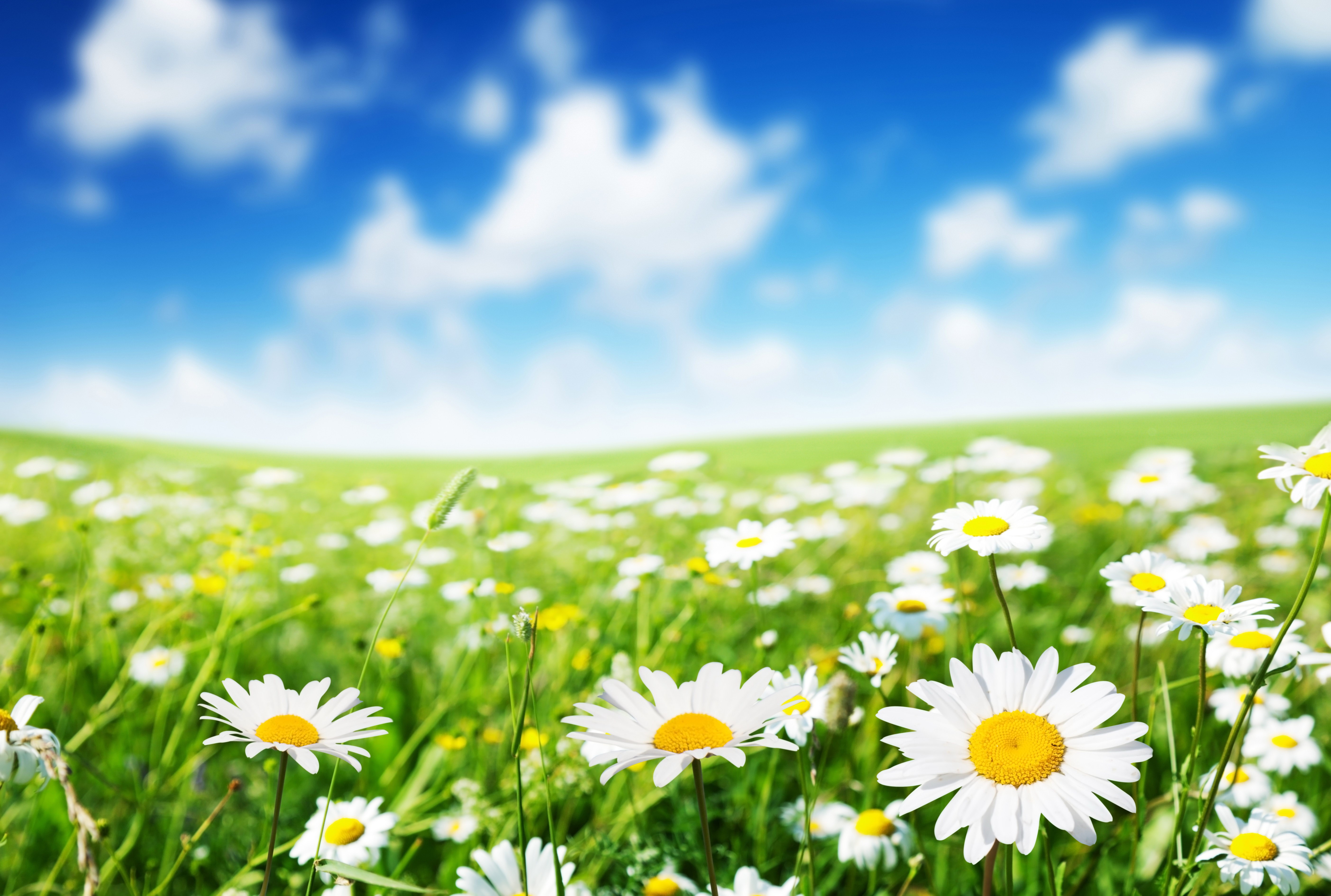 Field of daisies under a blue sky with clouds HD Wallpaper