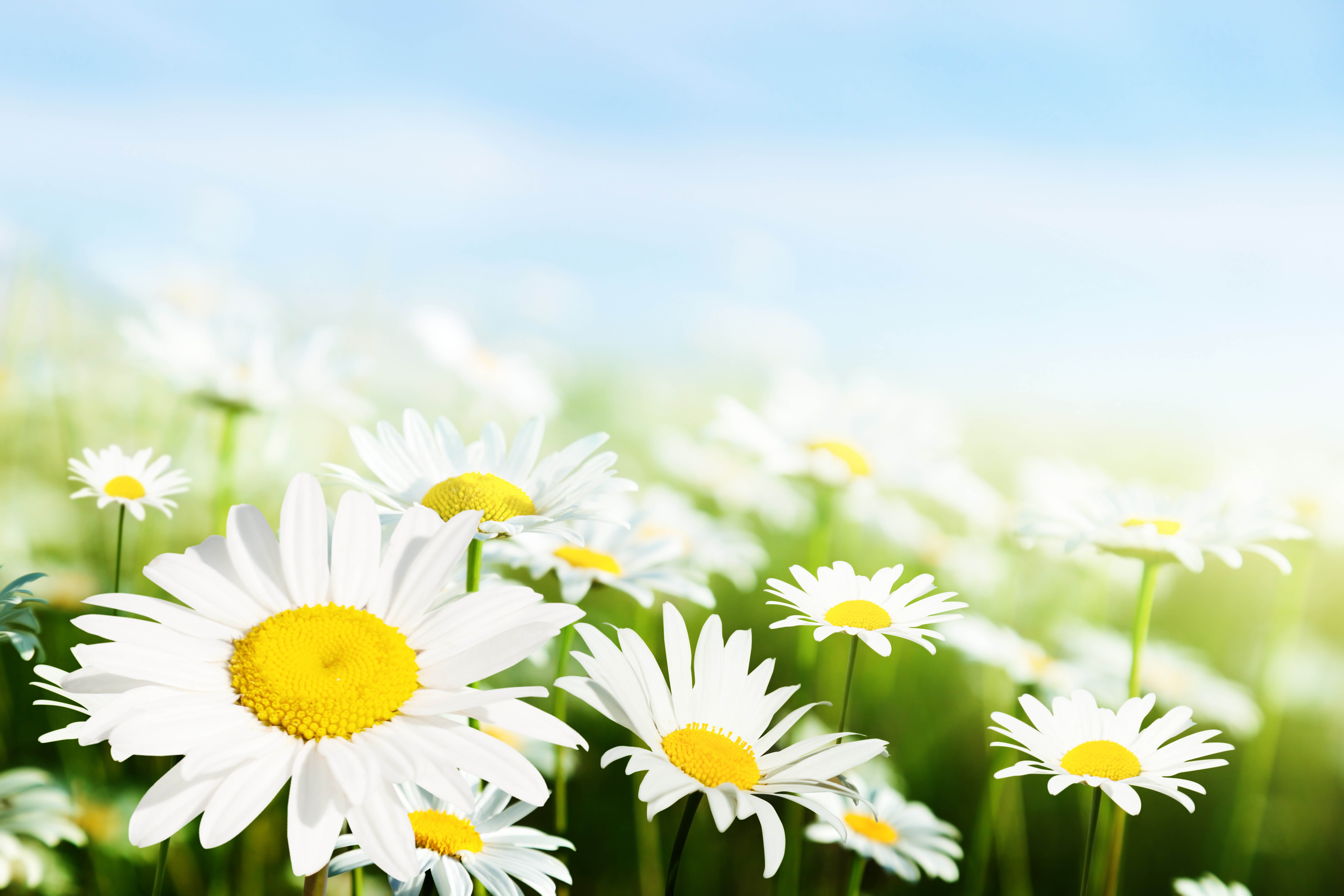 Field of daisies under a blue sky HD Wallpaper