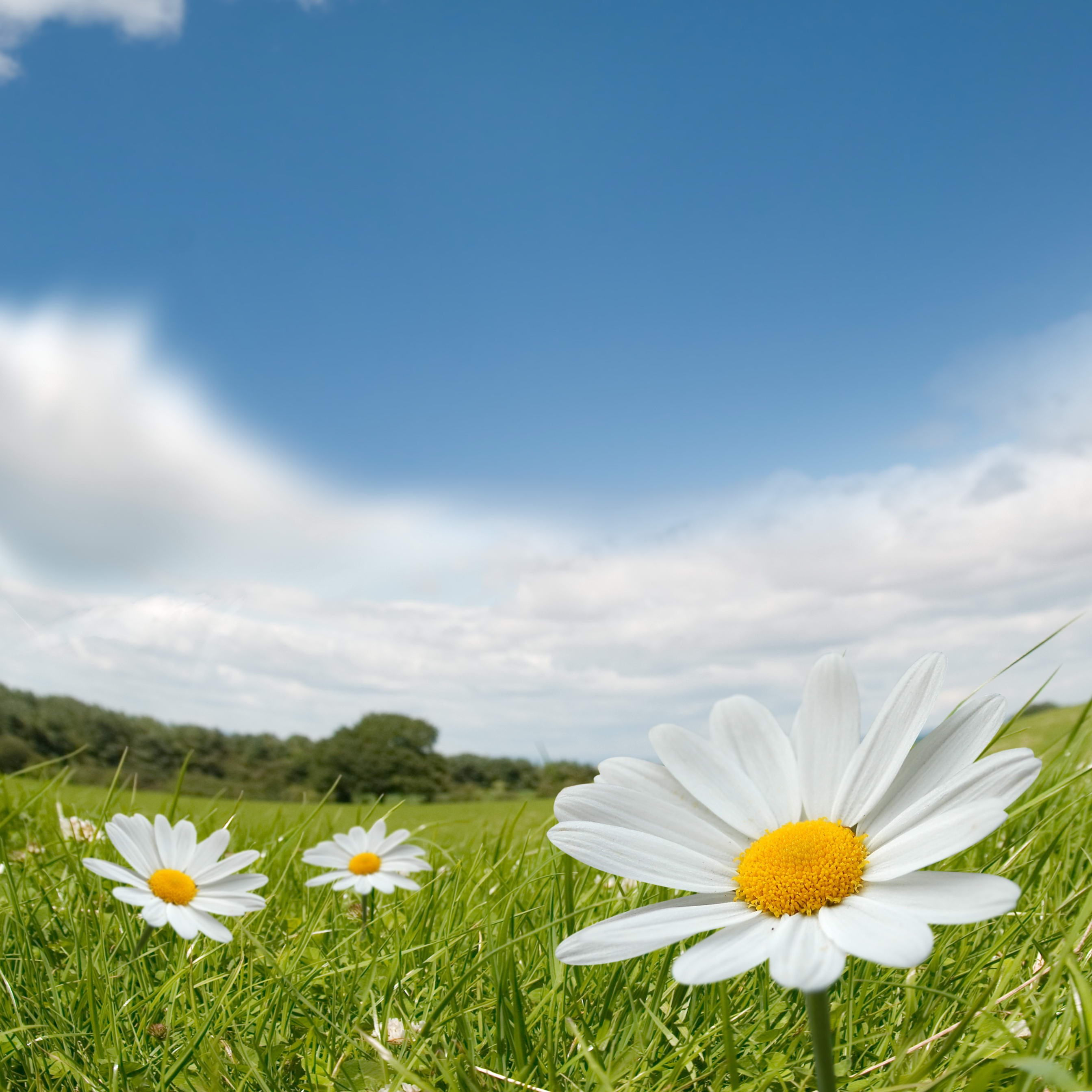 Daisies in a green field under a blue sky HD Wallpaper