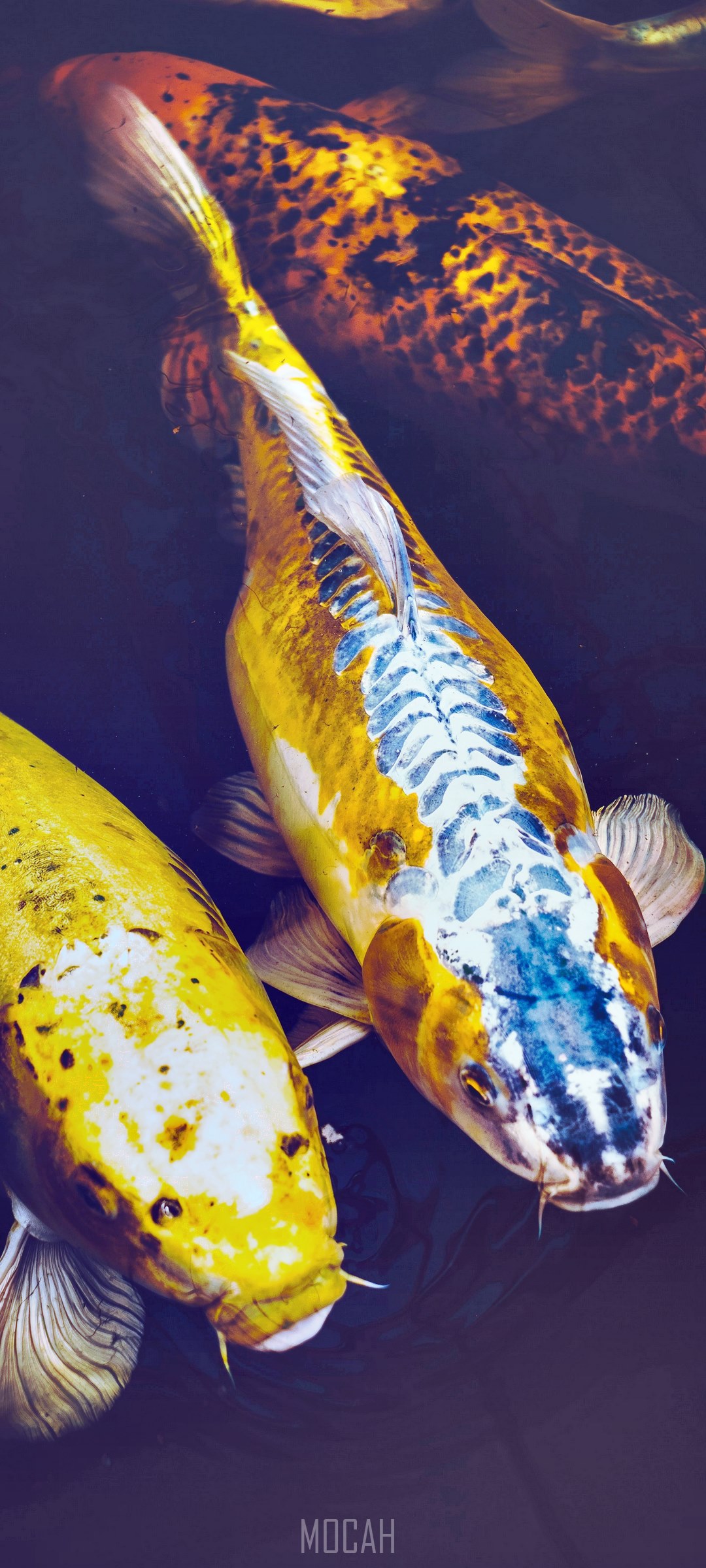 Koi fish swimming in dark water HD Phone Wallpaper