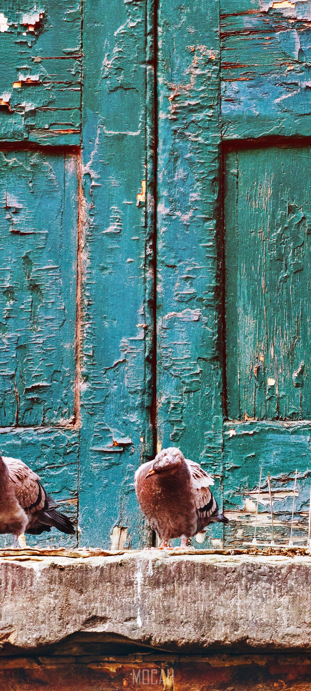 Two pigeons on a weathered stone ledge in front of a peeling teal door HD Phone Wallpaper