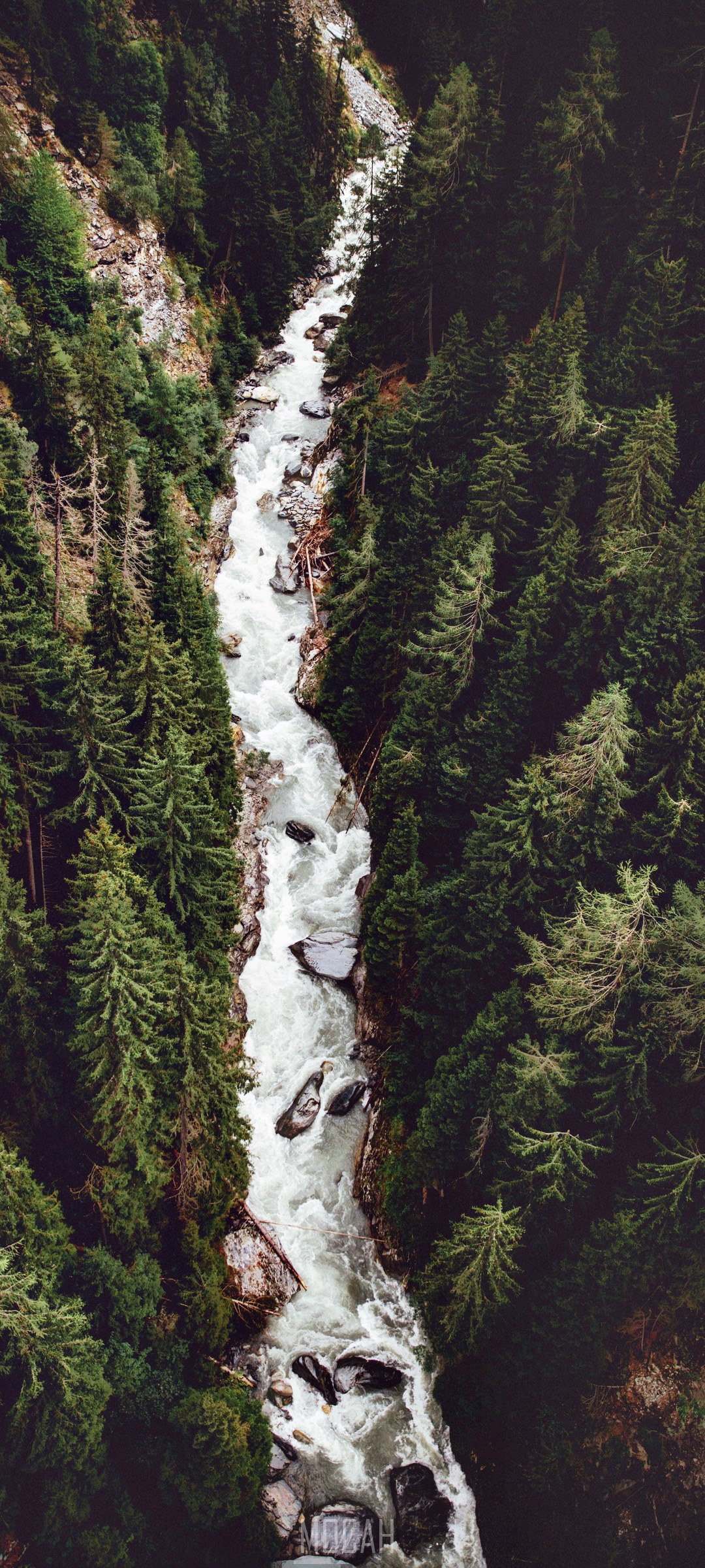 Mountain river flowing through a dense forest HD Phone Wallpaper