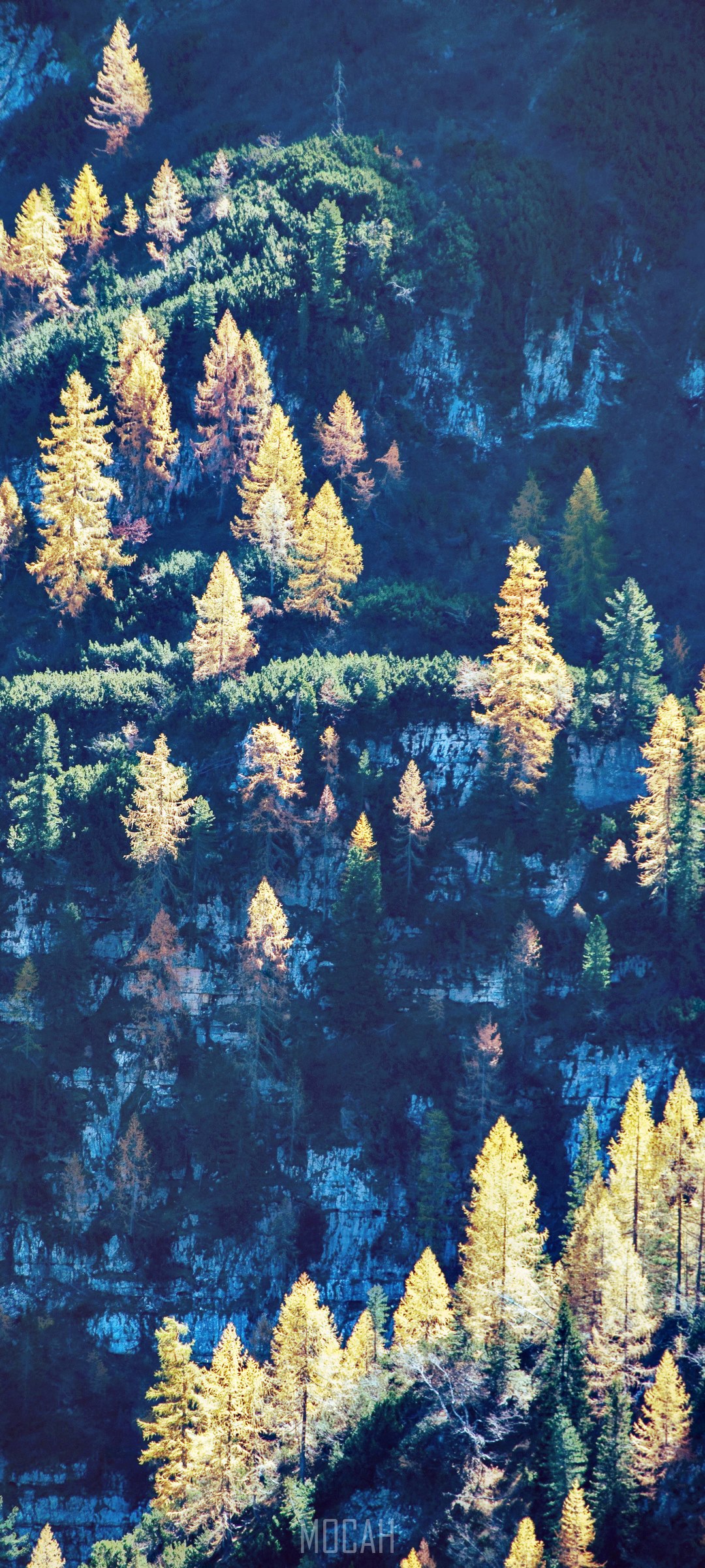 Autumn forest on a mountainside HD Phone Wallpaper
