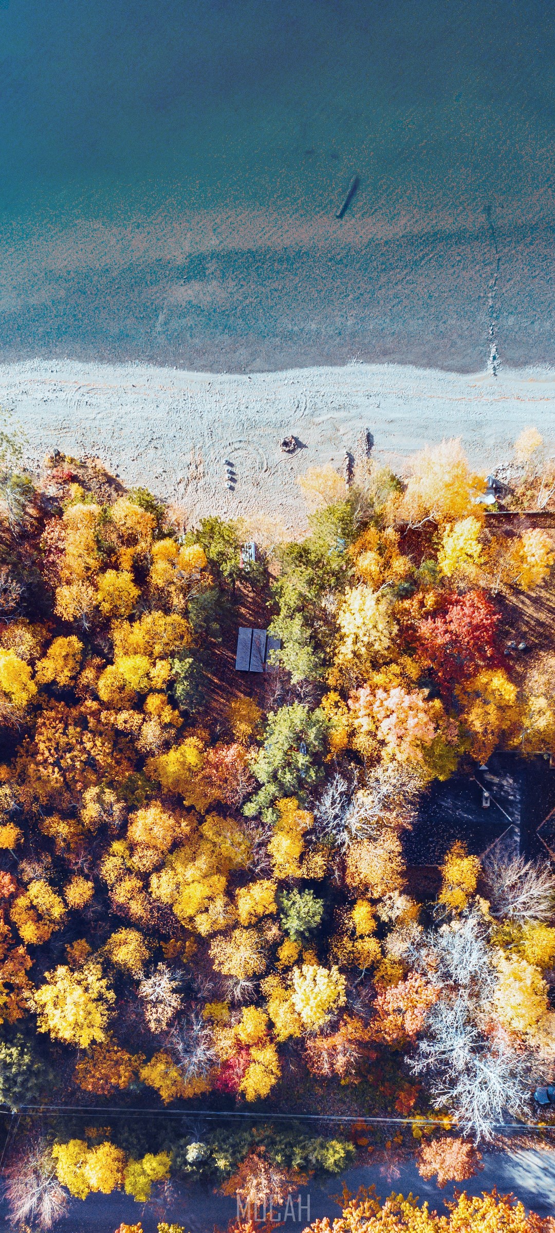 Aerial view of autumn trees by a lake HD Phone Wallpaper