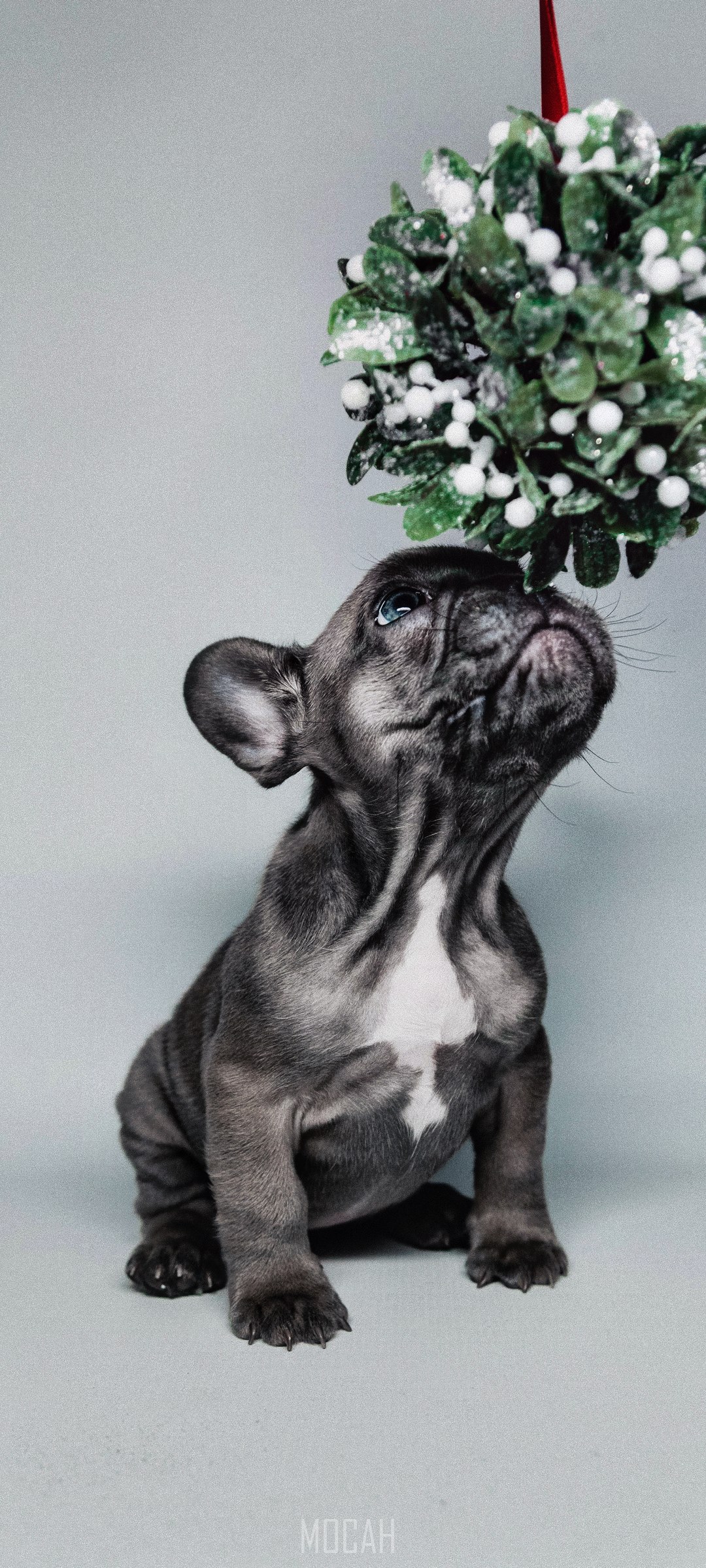 French Bulldog puppy under mistletoe HD Phone Wallpaper